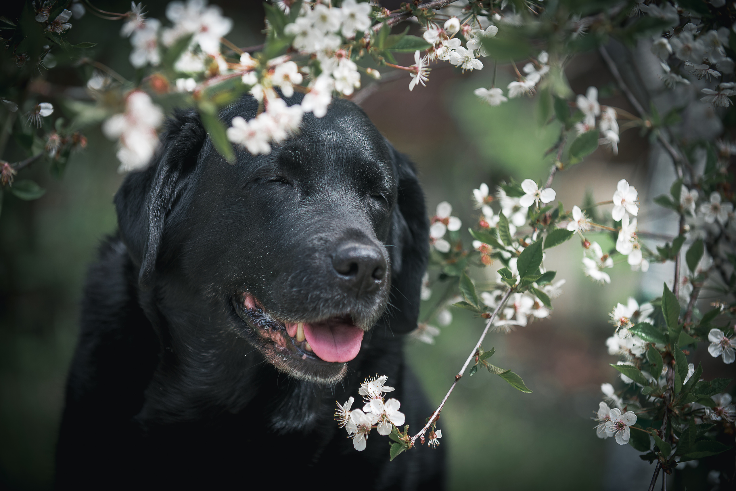 Лабрадор ретривер Юта