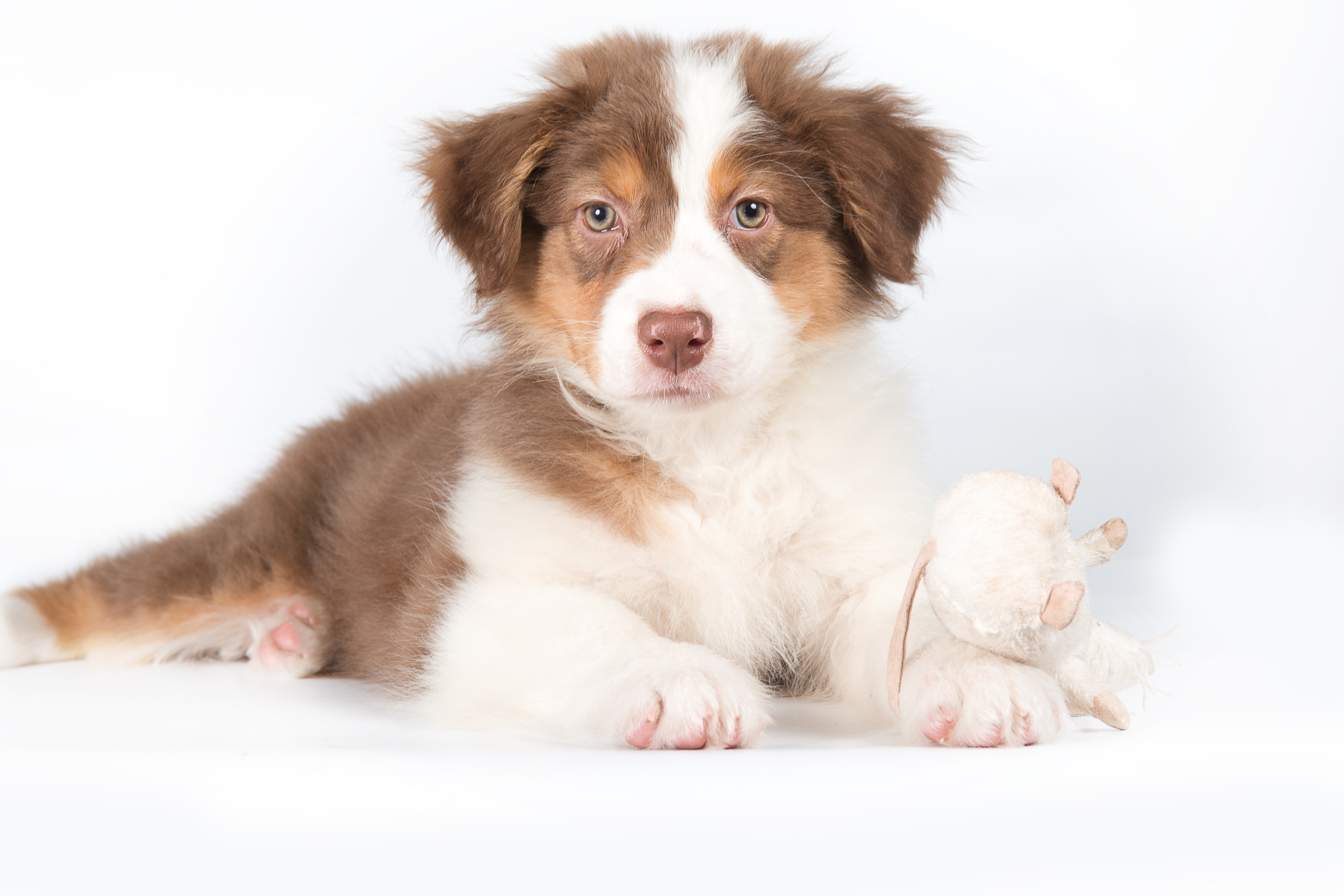 Австралийская овчарка (щенок)