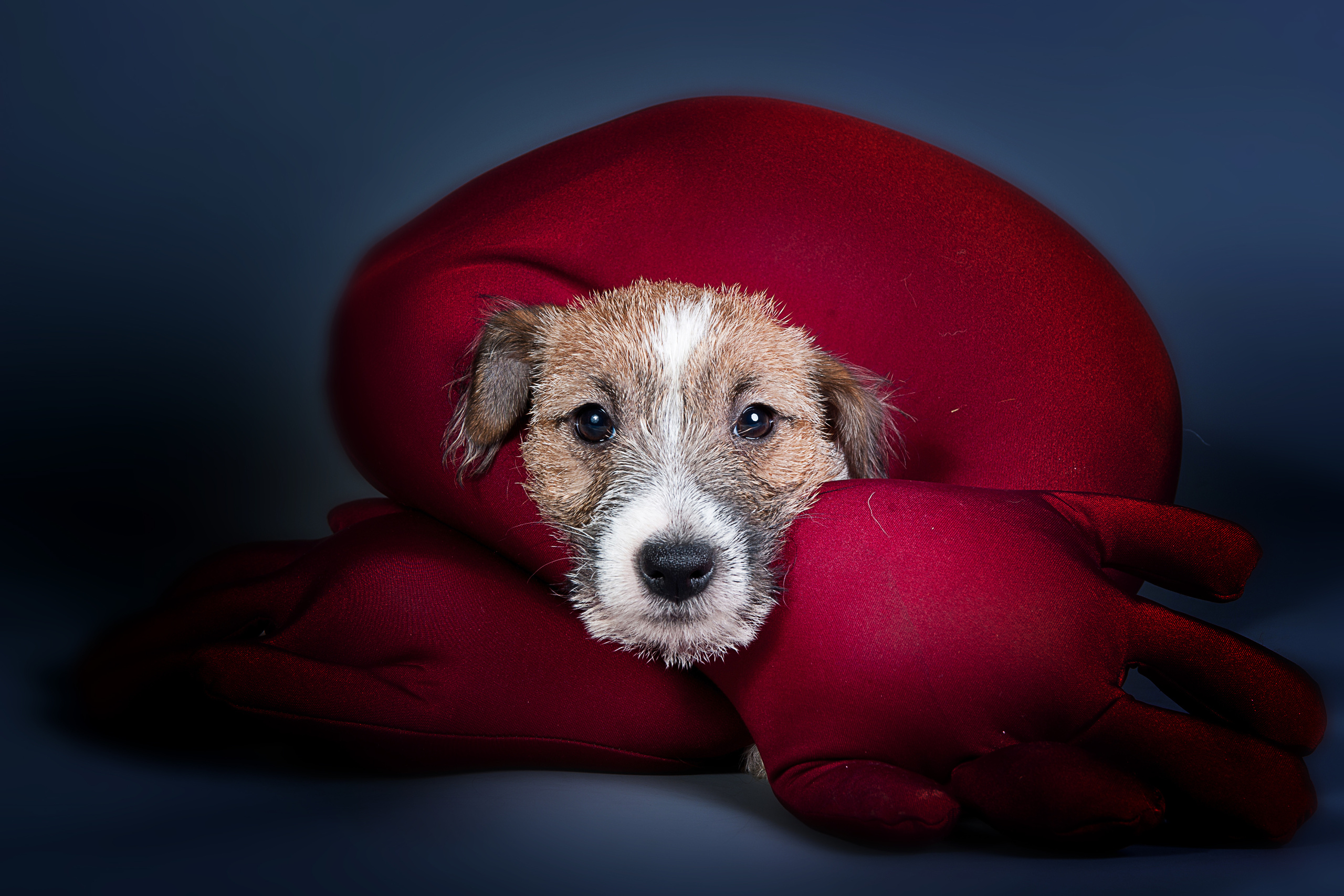 Джек-рассел-терьер (щенки)