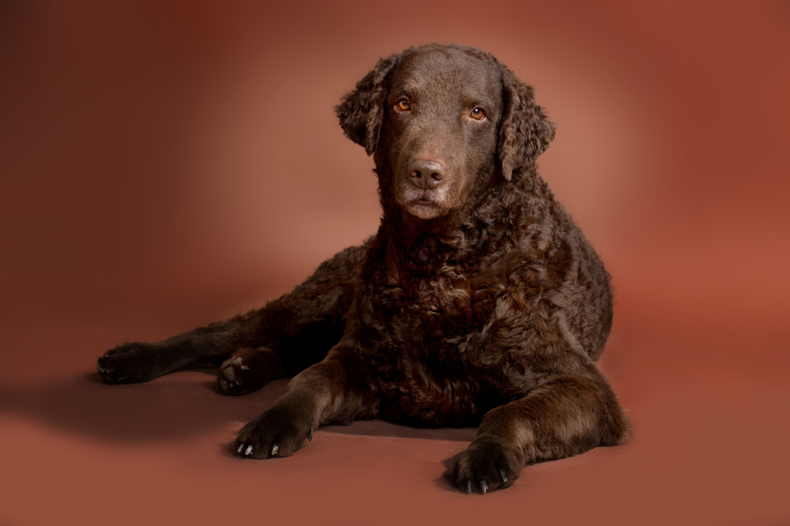 Курчавошерстный ретривер Рой