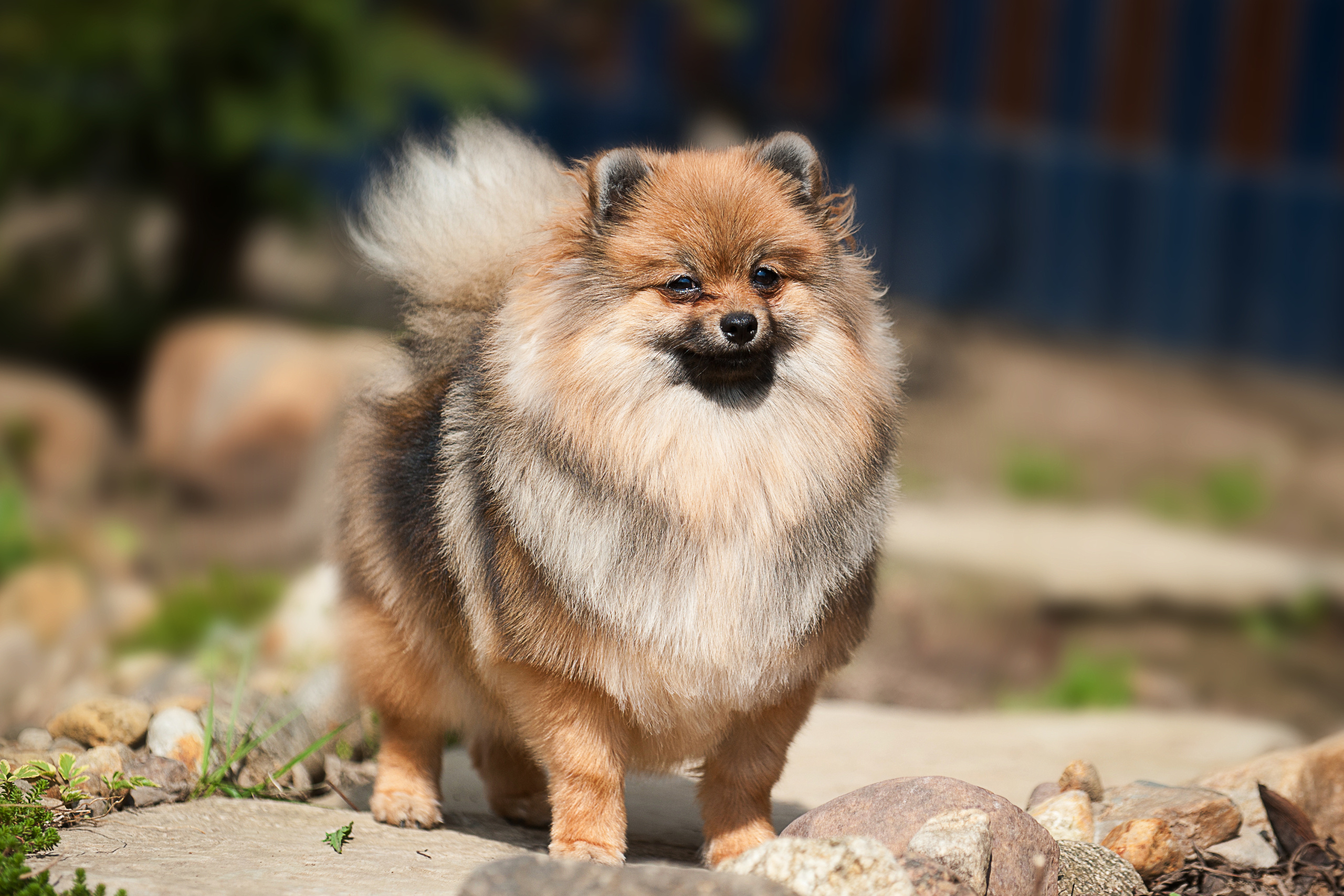 Померанский шпиц