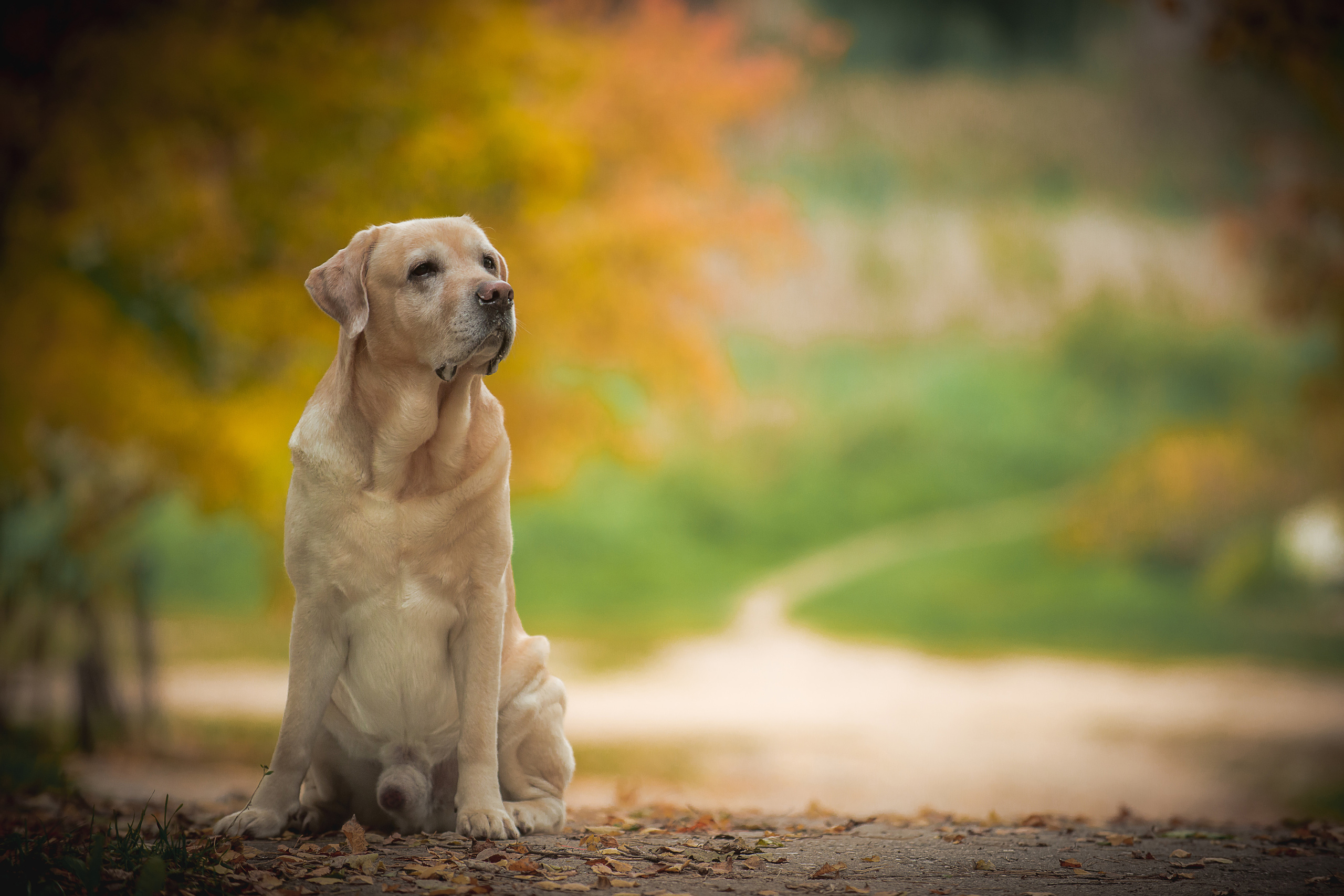 Лабрадор ретривер Цейс, прогулка