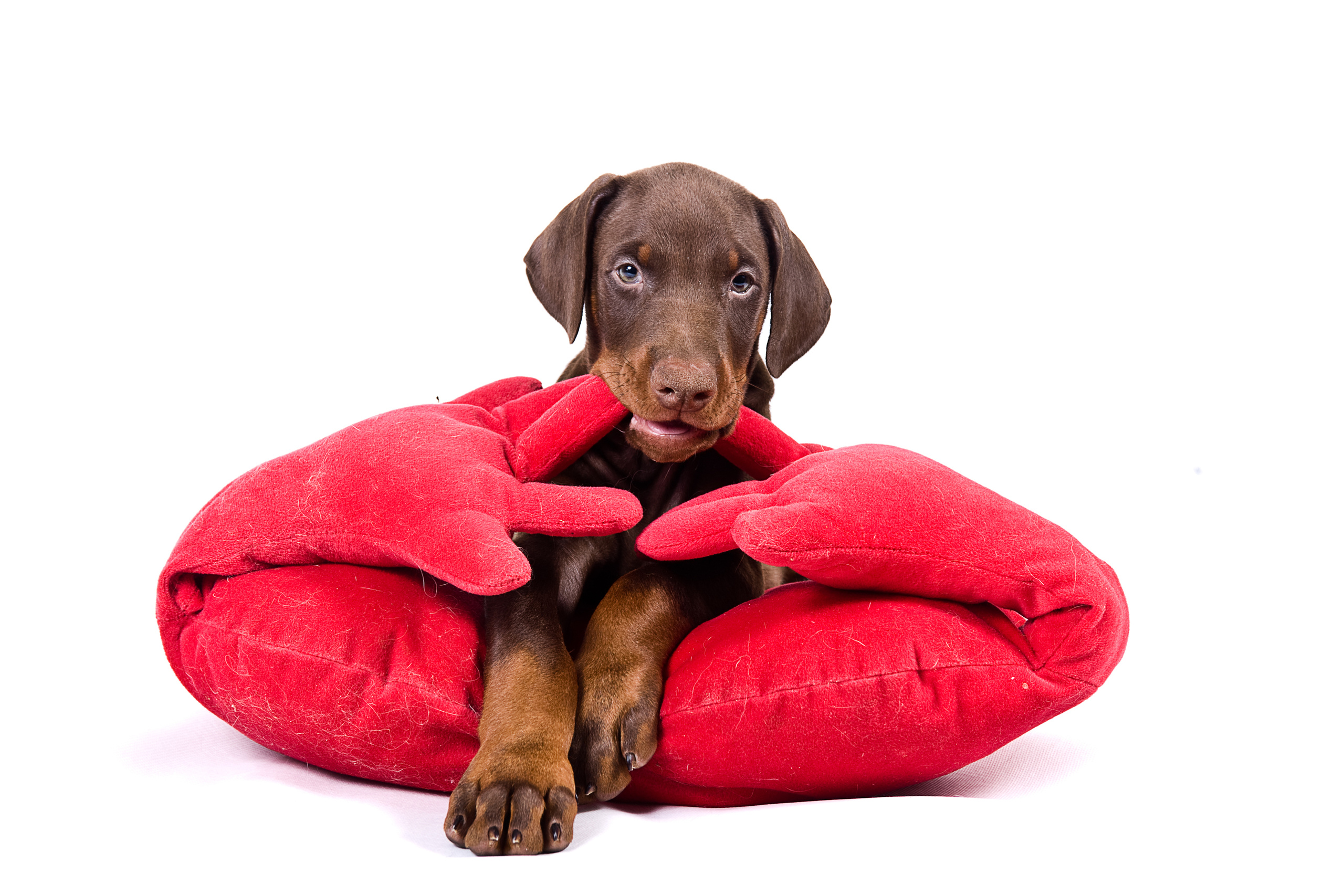 Доберман пинчер (щенки)