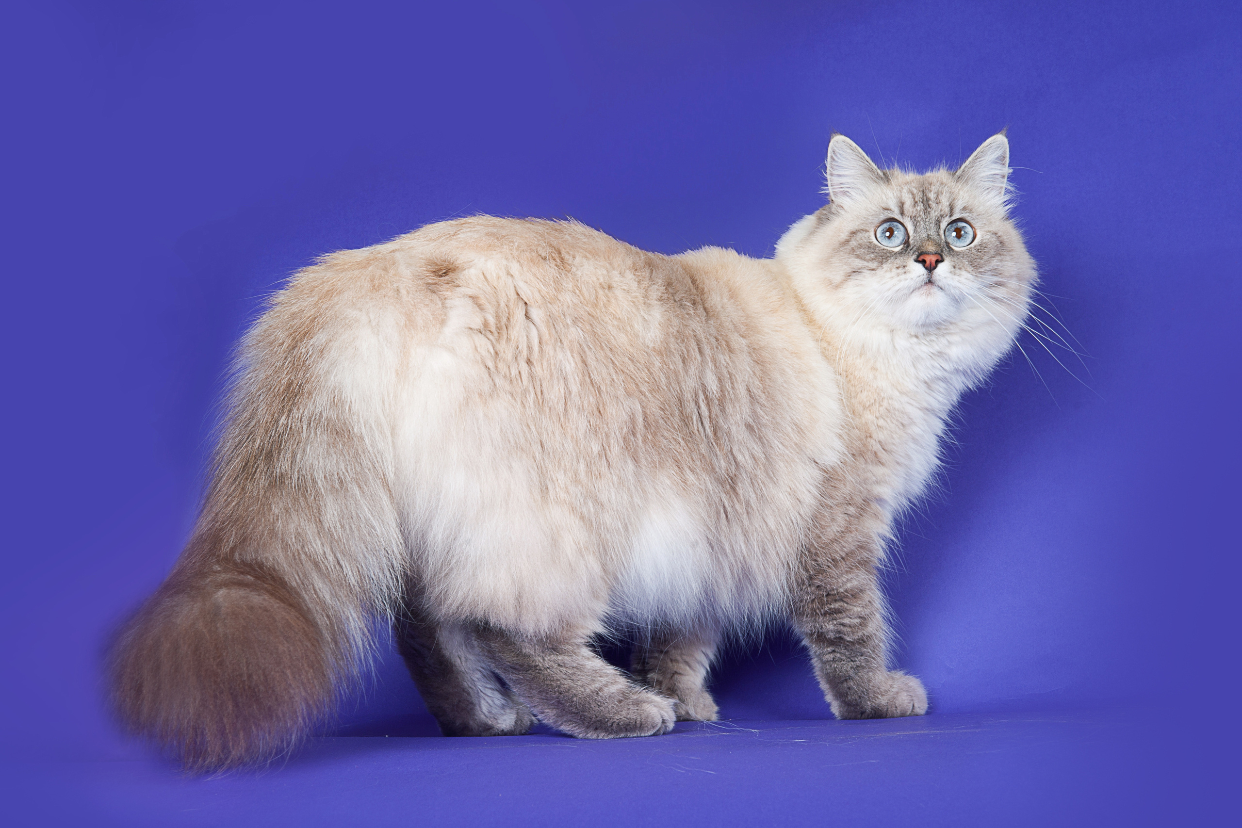 Невская маскарадная