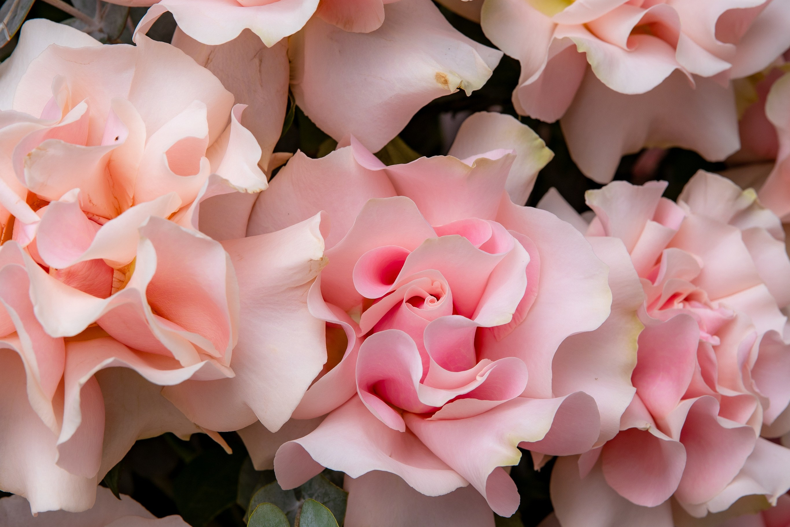 Бутик цветов. Фотограф Москва