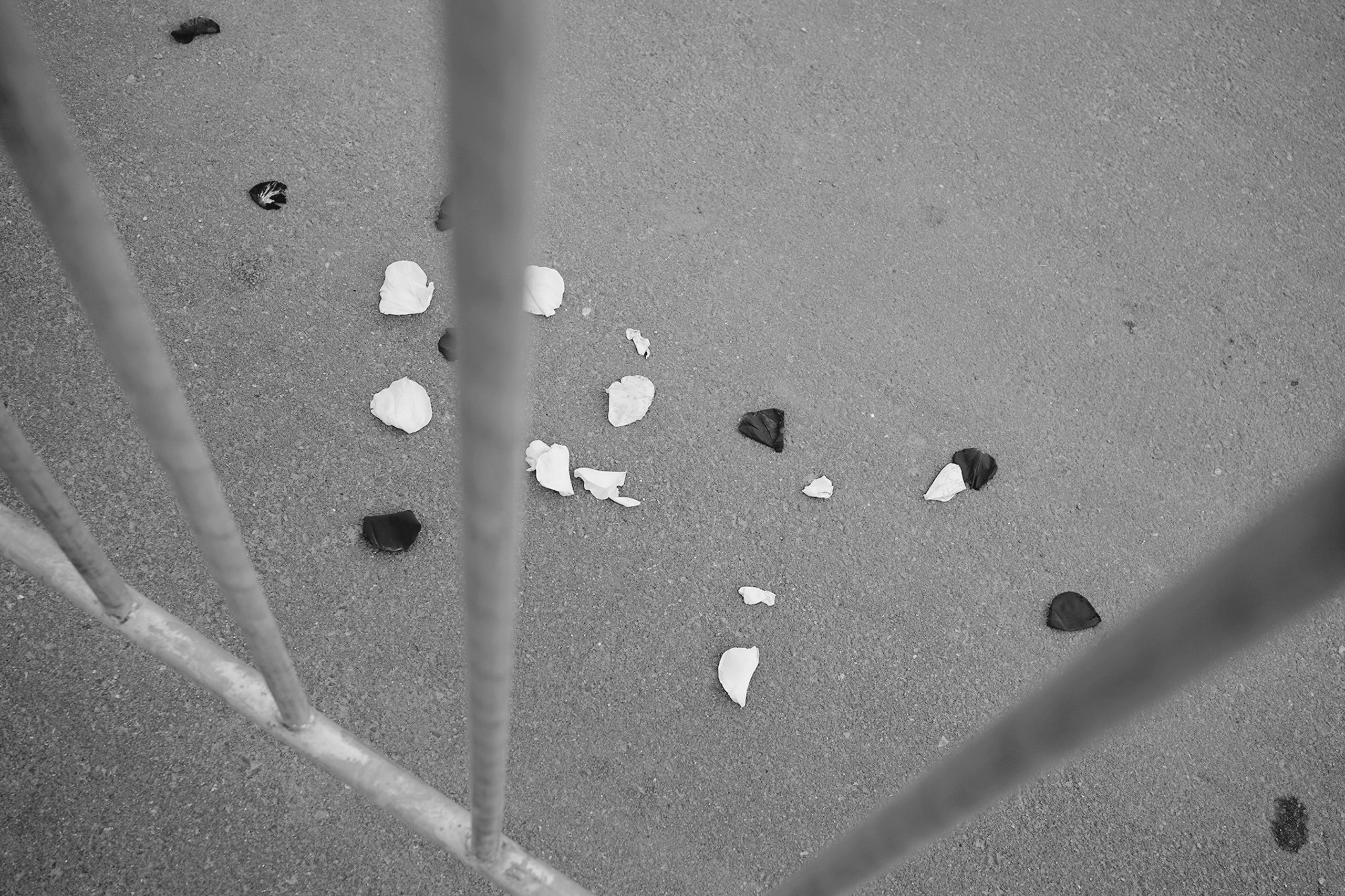 Борисовское кладбище. Дарья Крыл