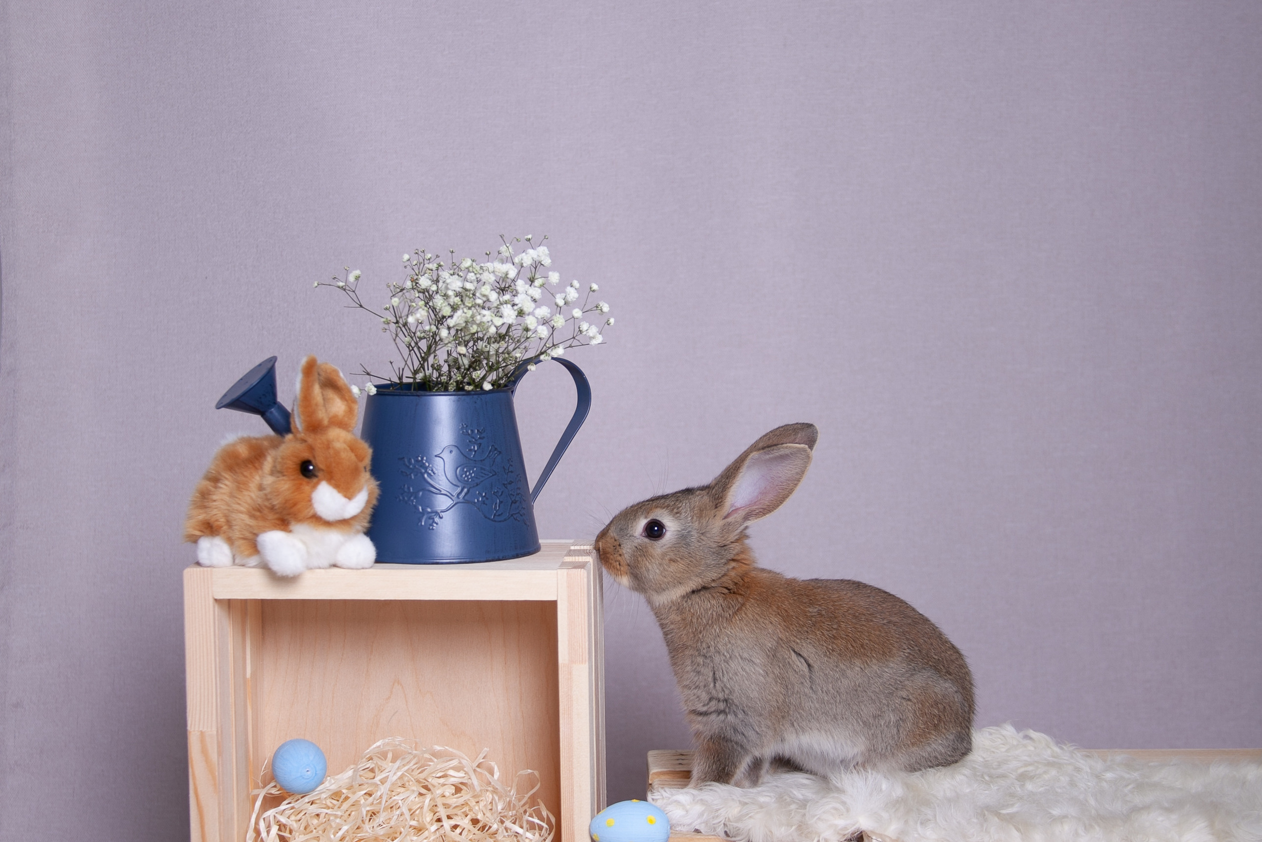 Фотосессия с животными