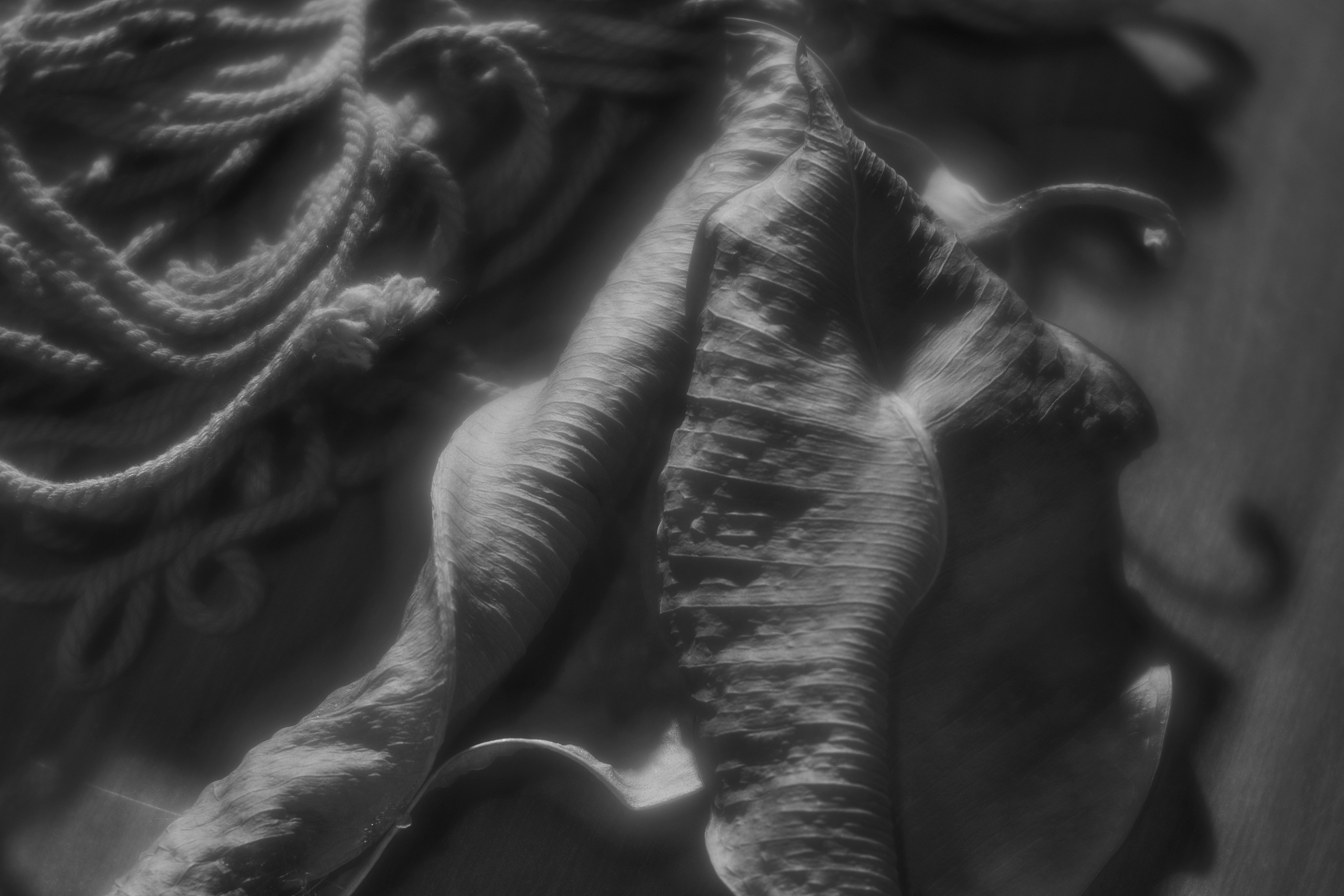 Stillife. Фотограф Виктор Луганский Москва