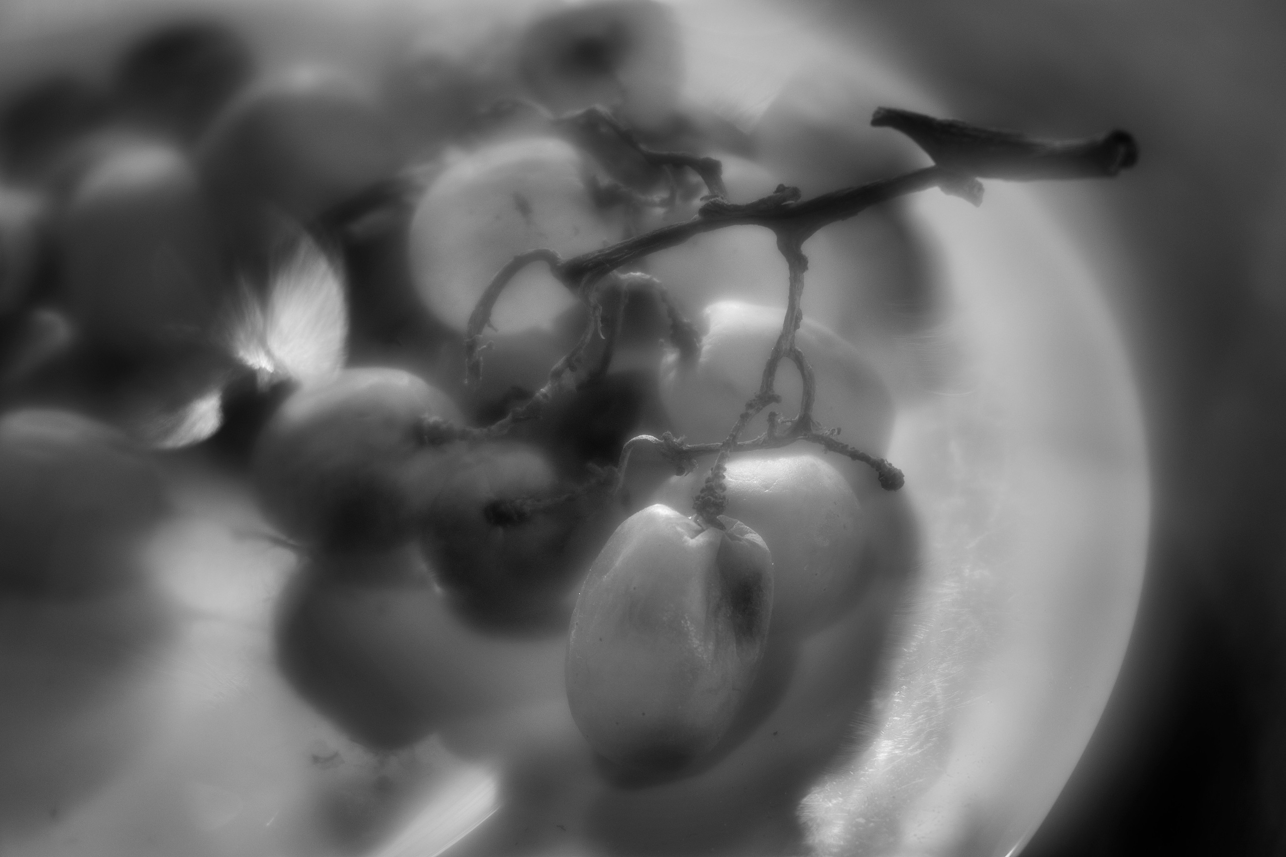 Stillife. Фотограф Виктор Луганский Москва