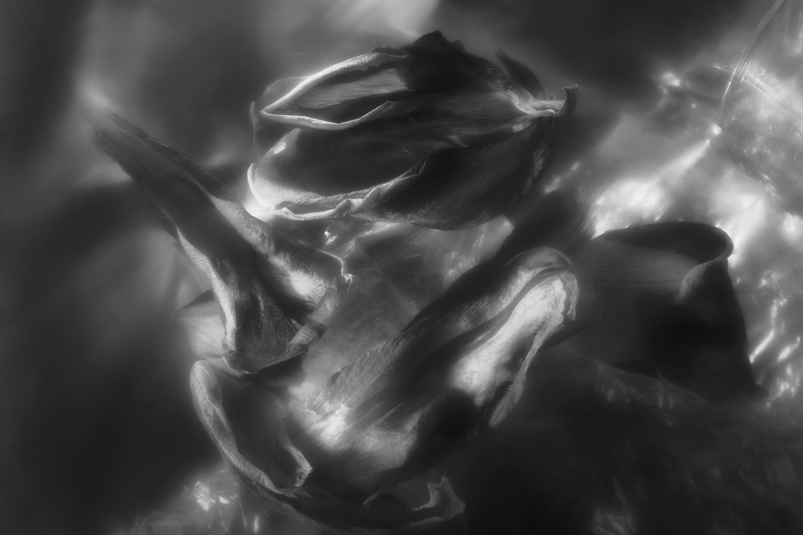 Stillife. Фотограф Виктор Луганский Москва