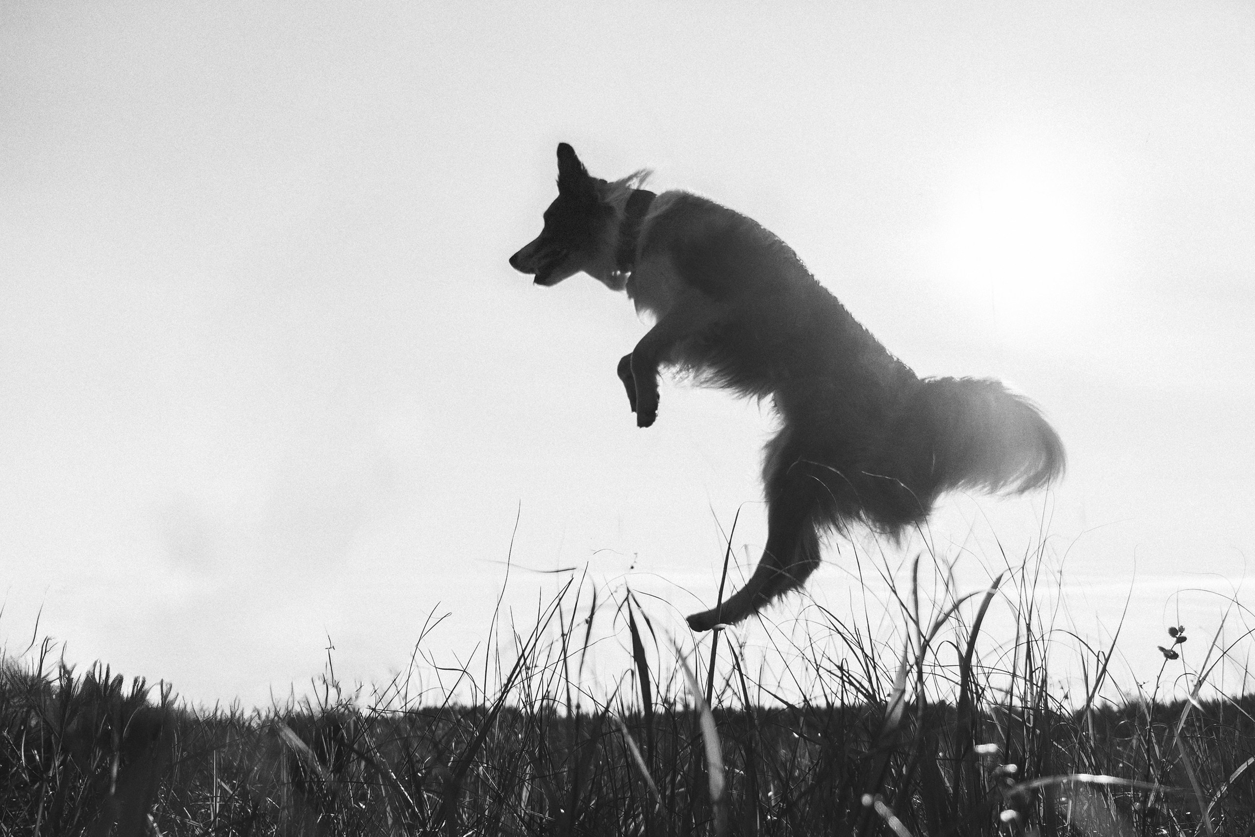 Сестрорецк