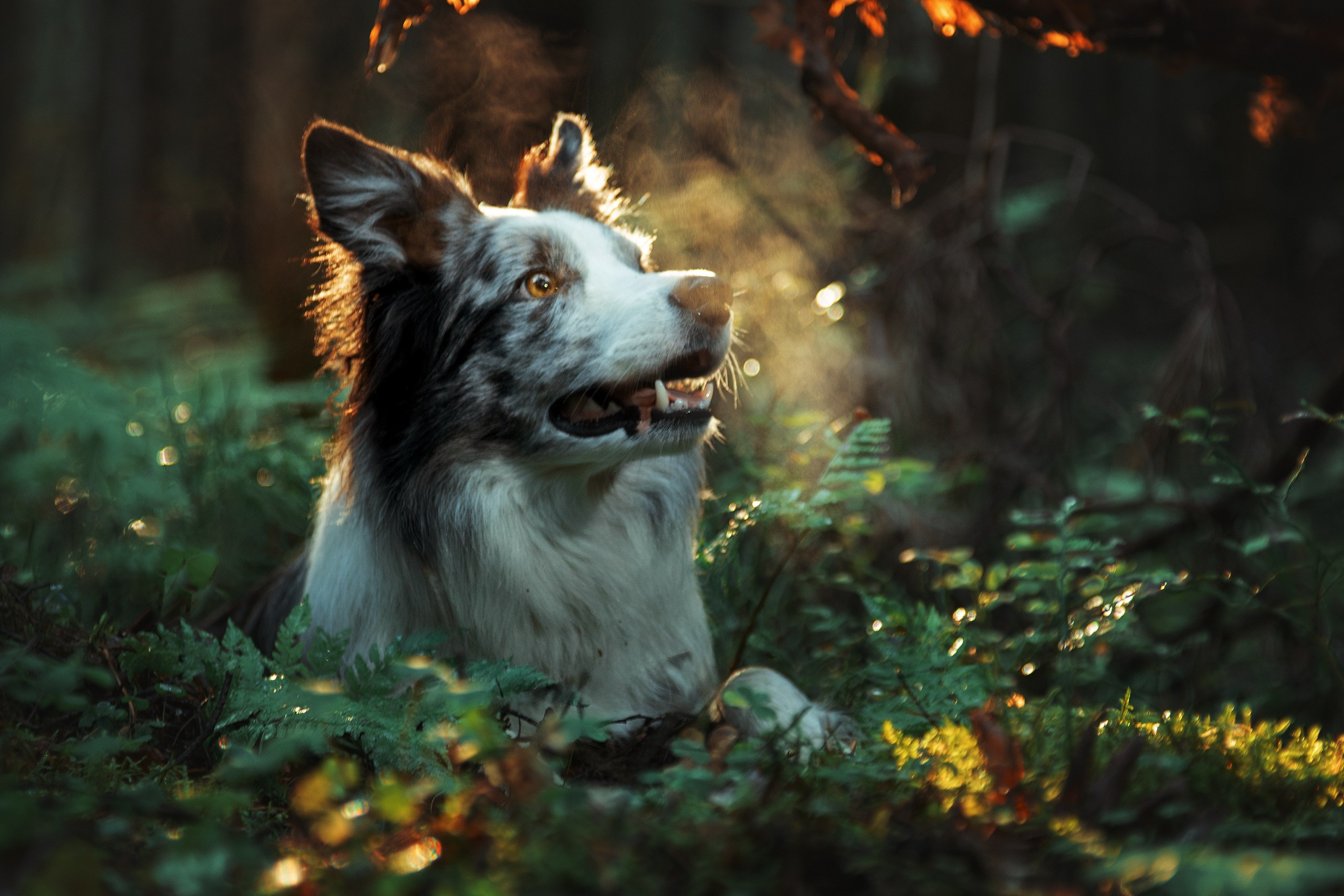 Папоротник