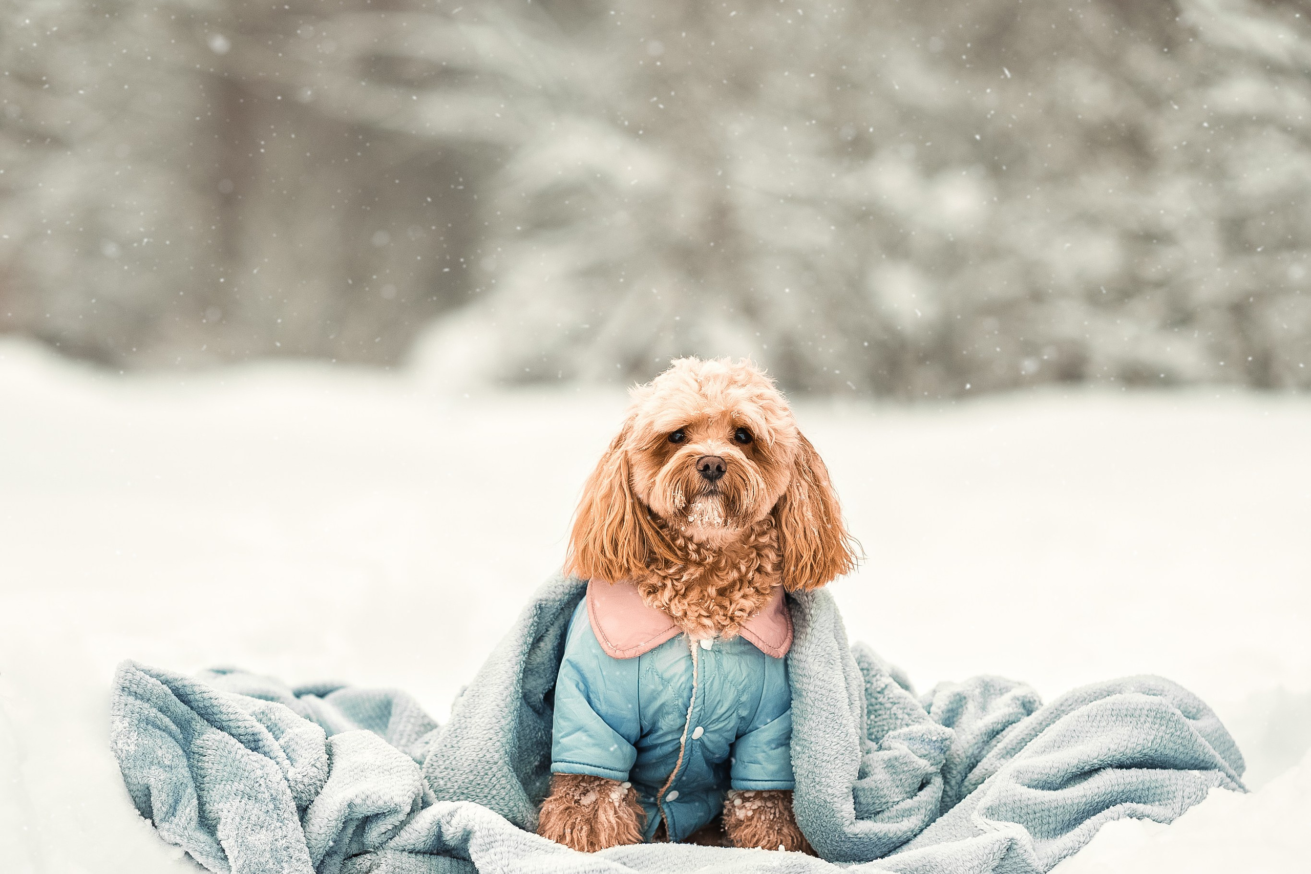 Марина и Чарли