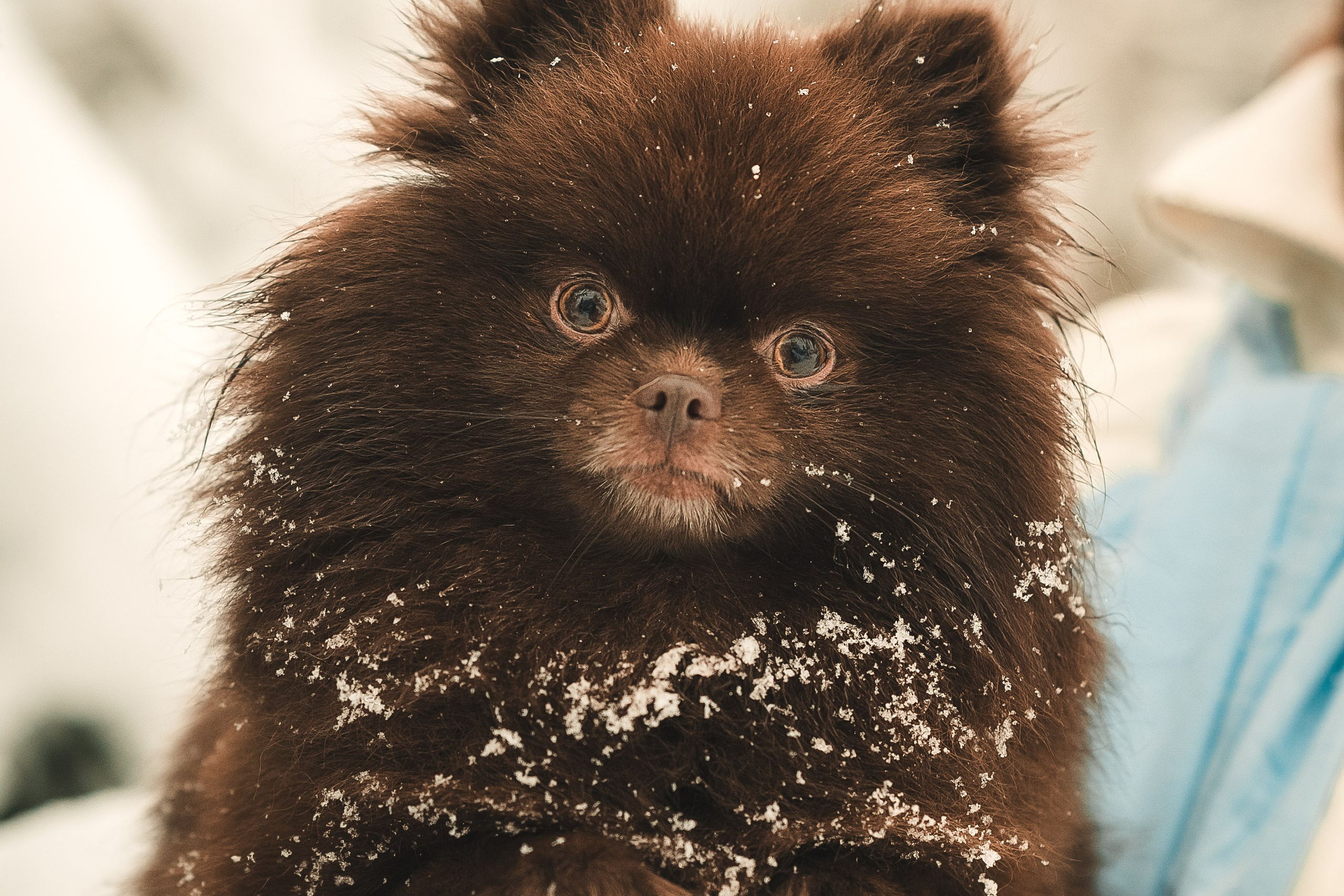 Людмила, Алиса и Шанечка