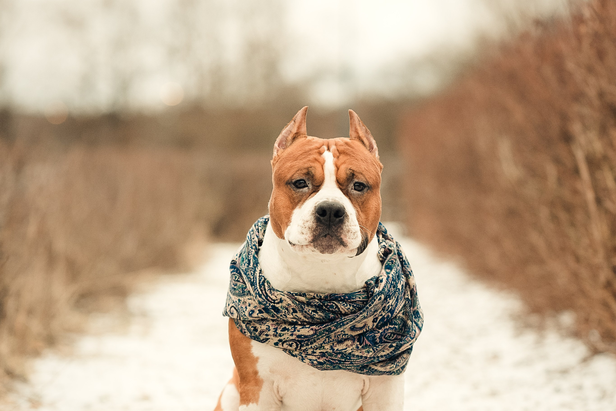 Анна и Феникс