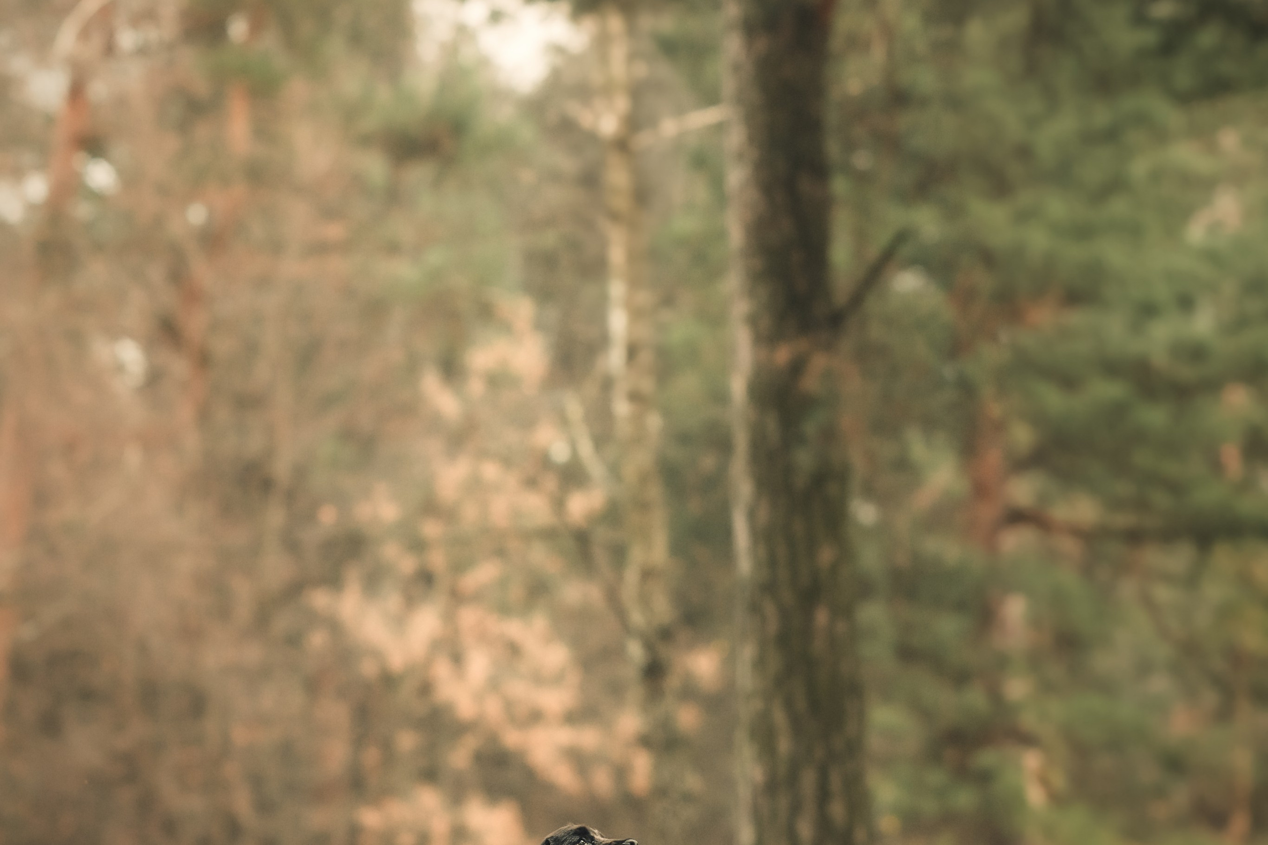 Спаниелька Мери