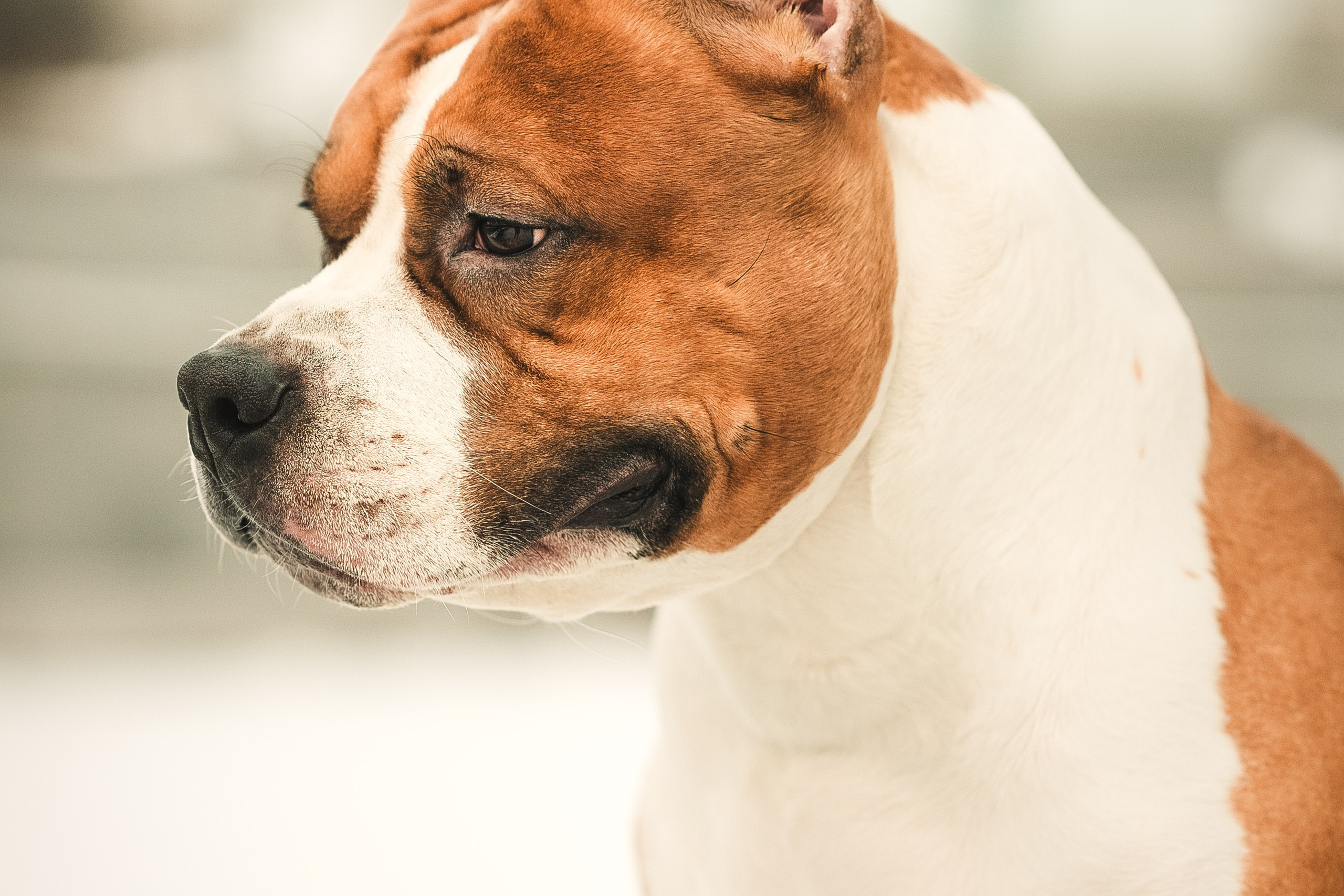 Анна и Феникс