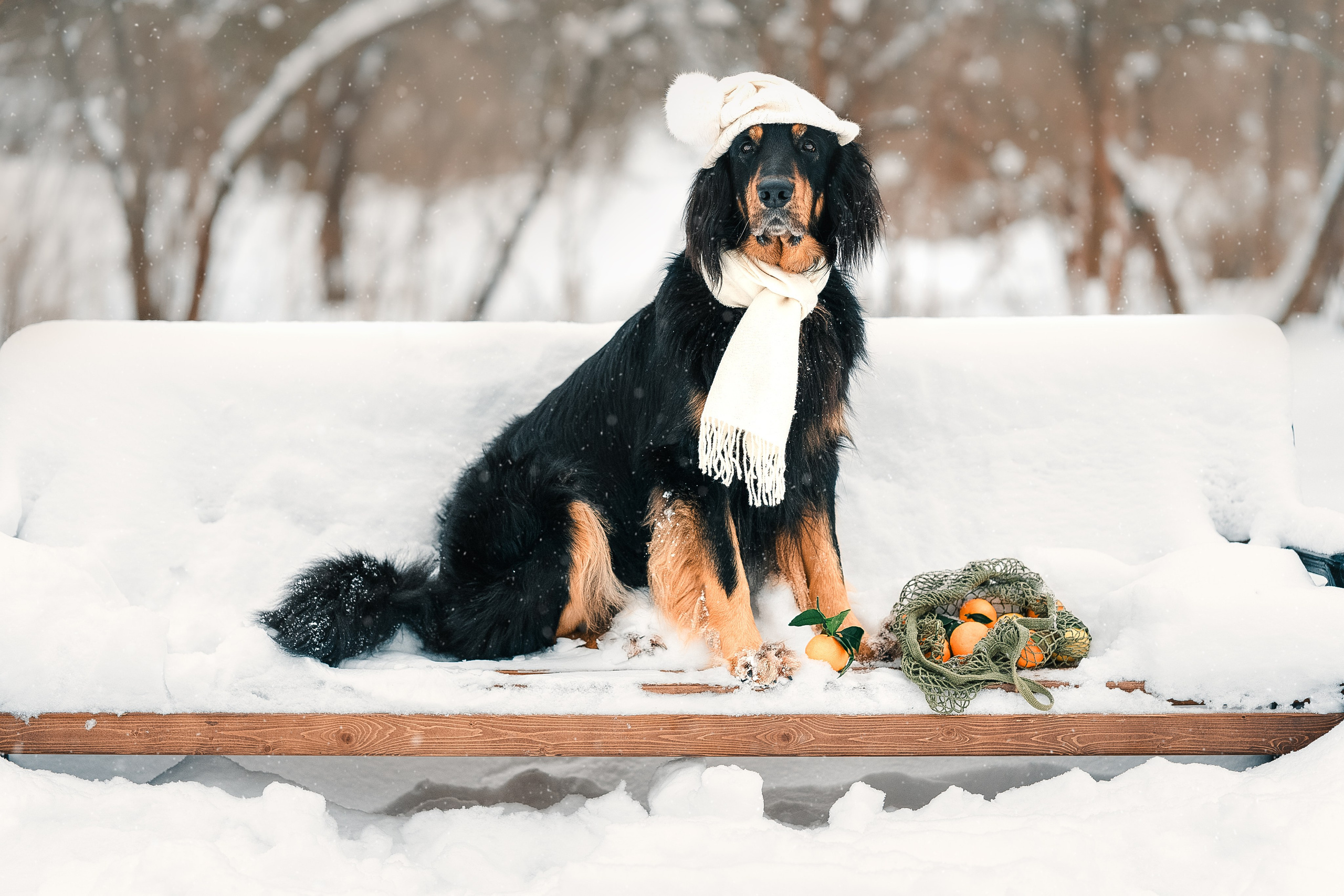 Фотосессия ховаварт