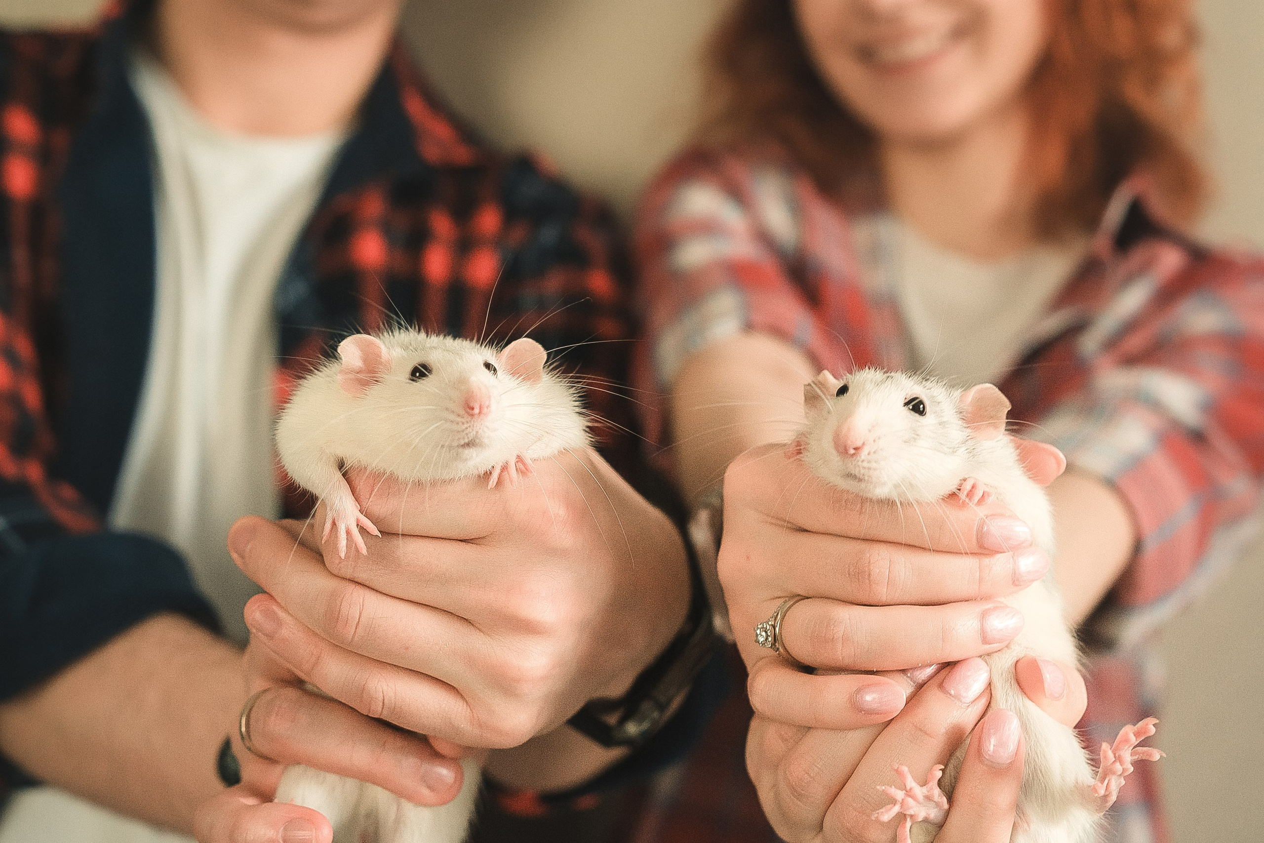 Домашняя история с крысиками