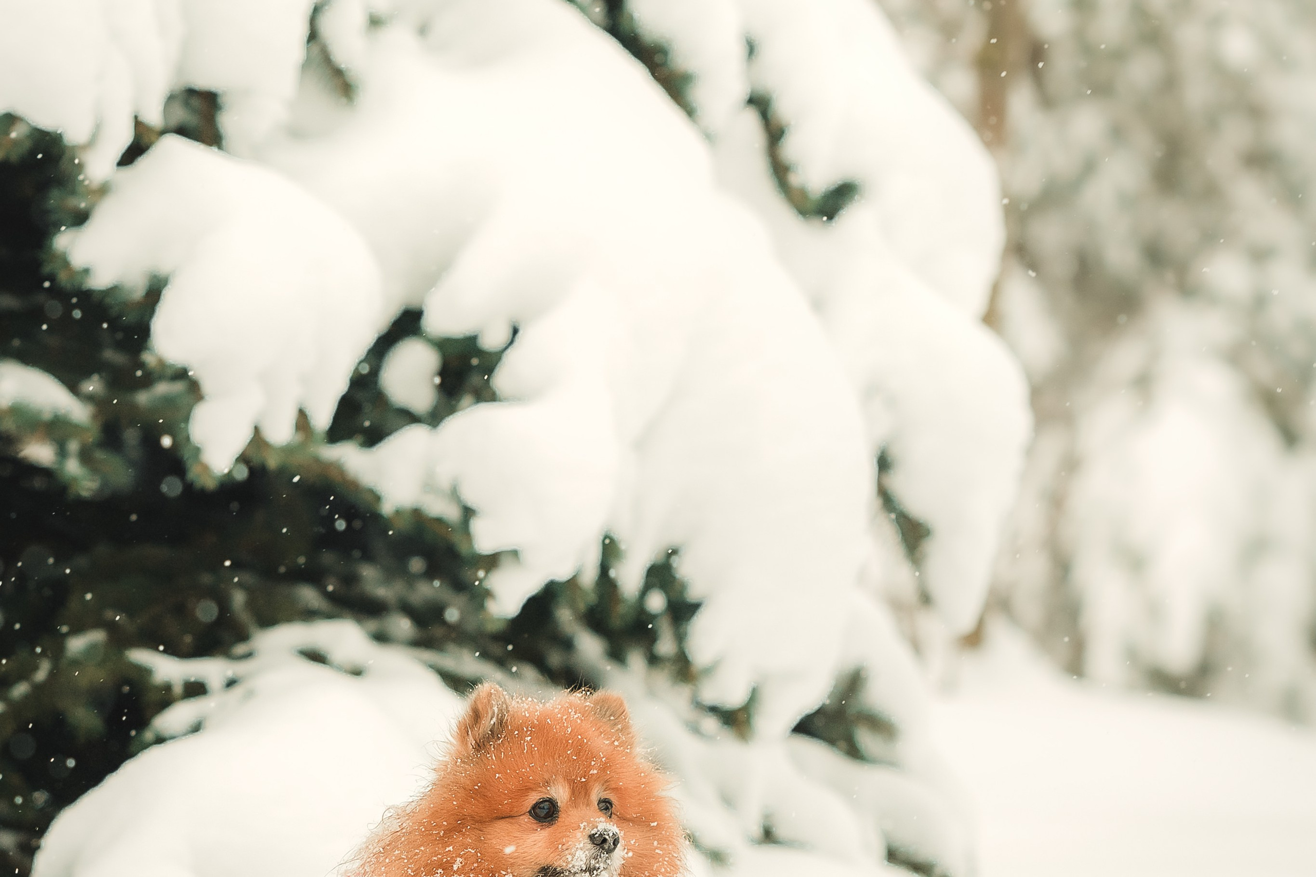 Людмила, Алиса и Шанечка