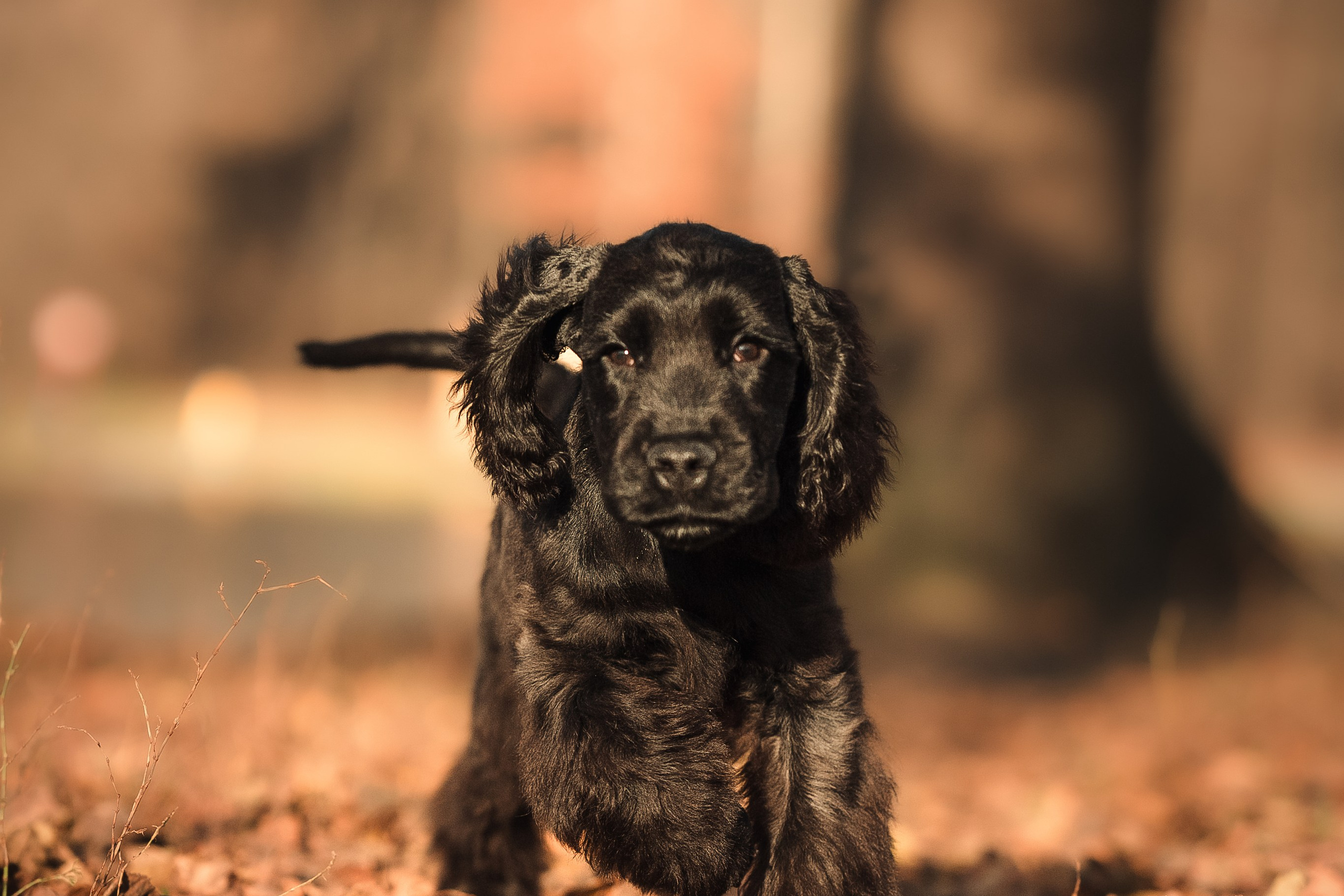 Спаниелька Мери