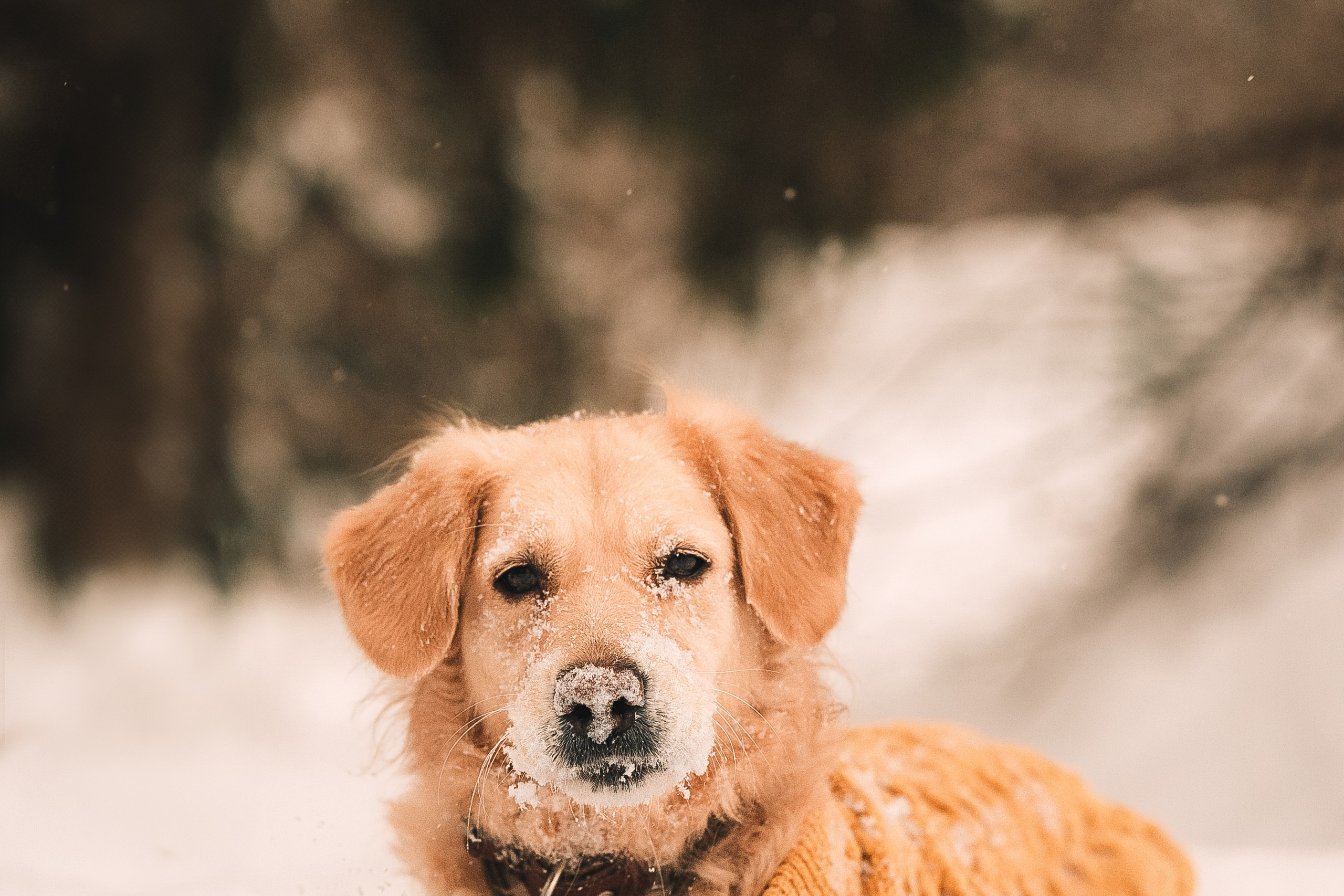 Анна и Сонечка