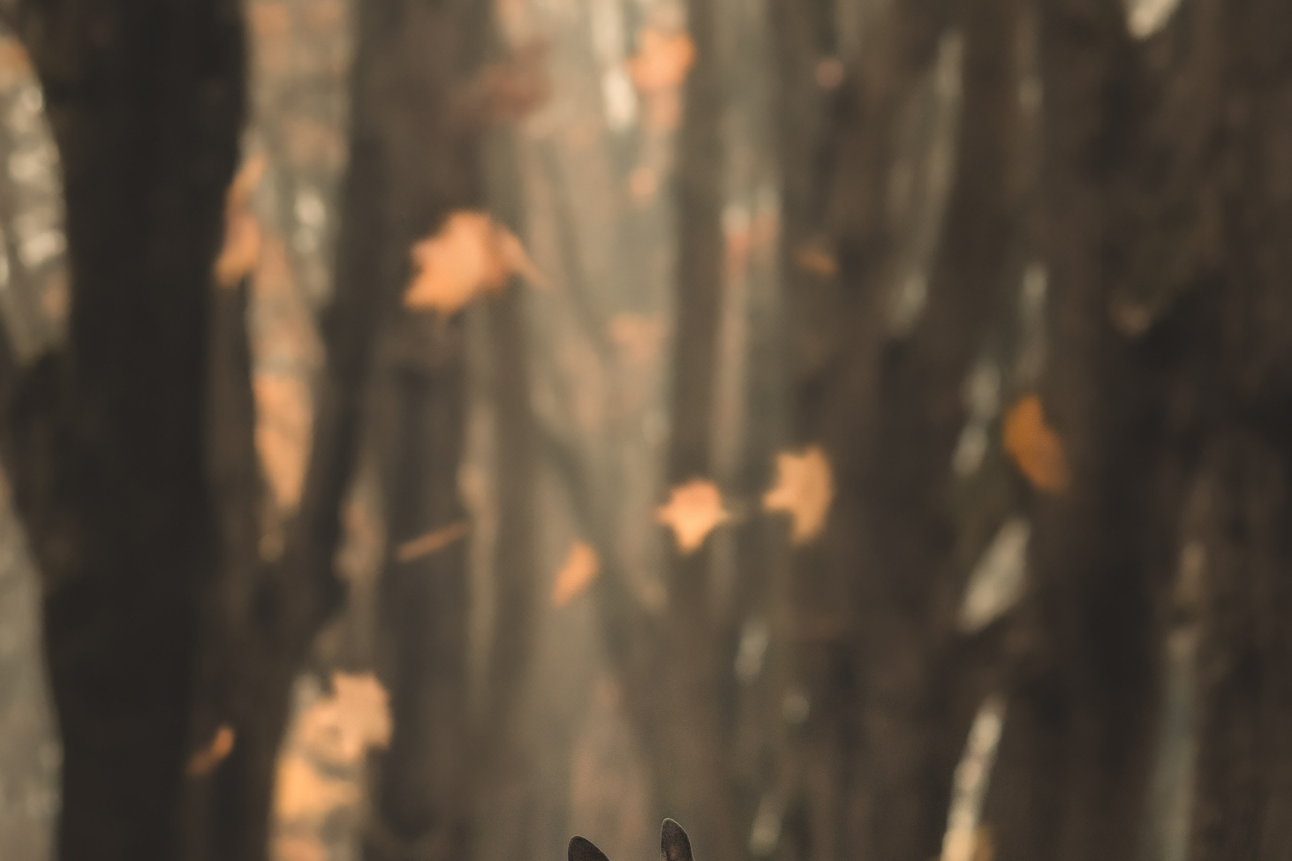 Красавчик Стич. Бостон терьер