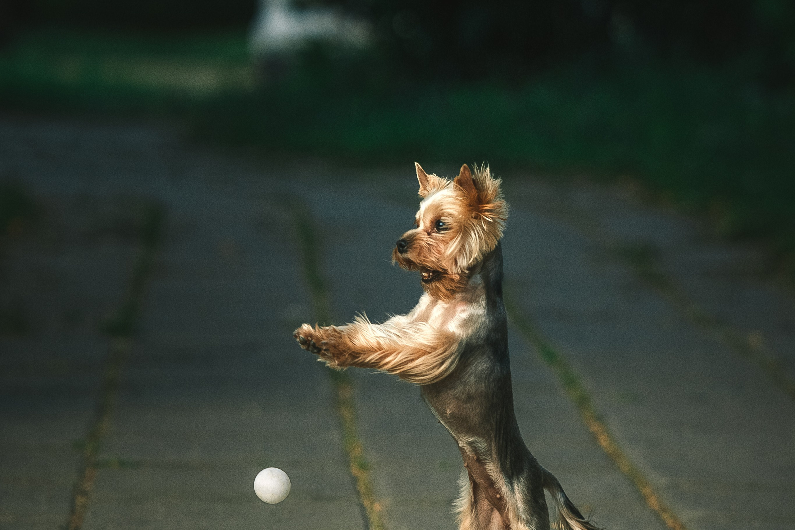 Фотограф анималист в москве
