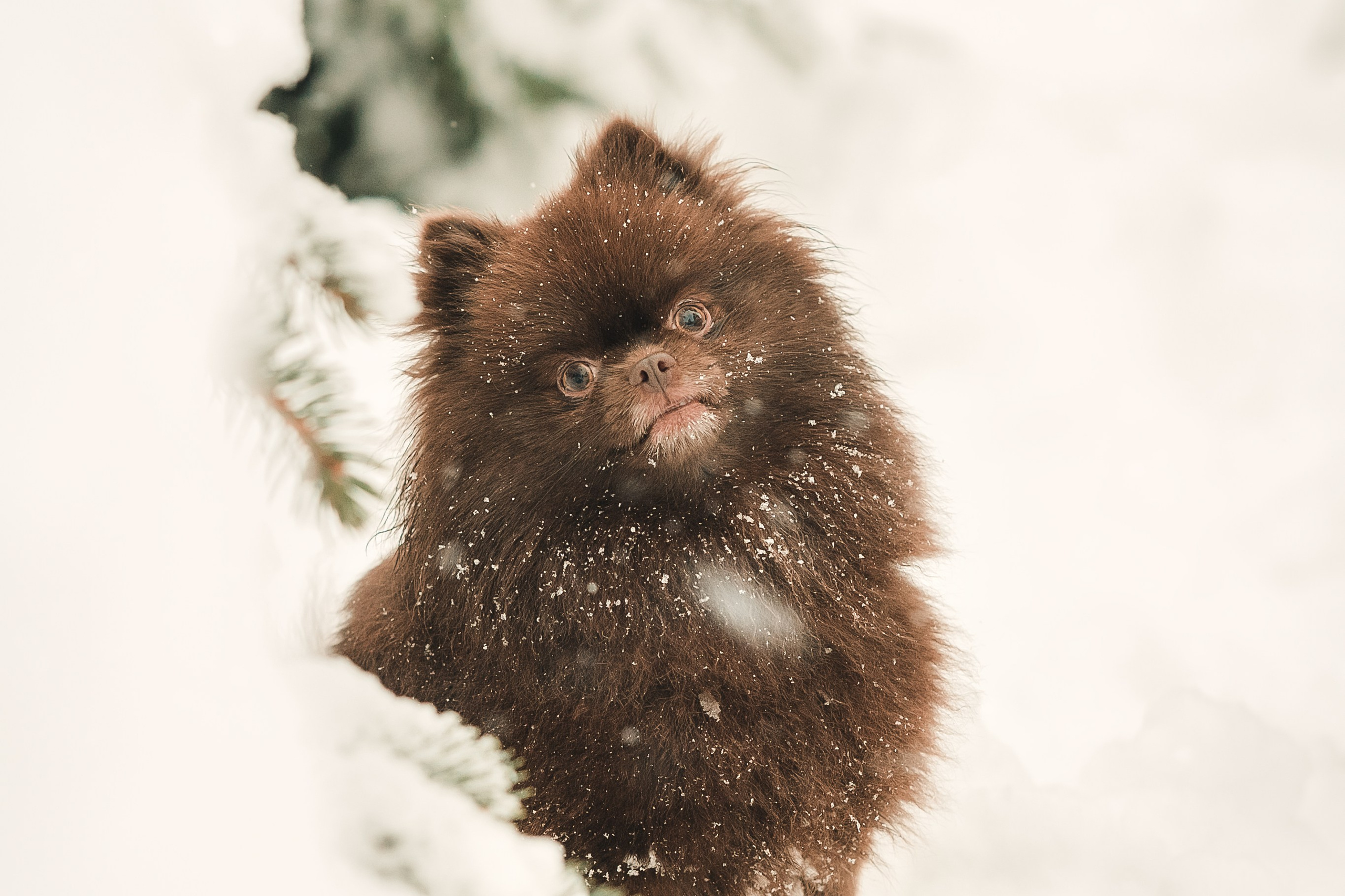 Людмила, Алиса и Шанечка