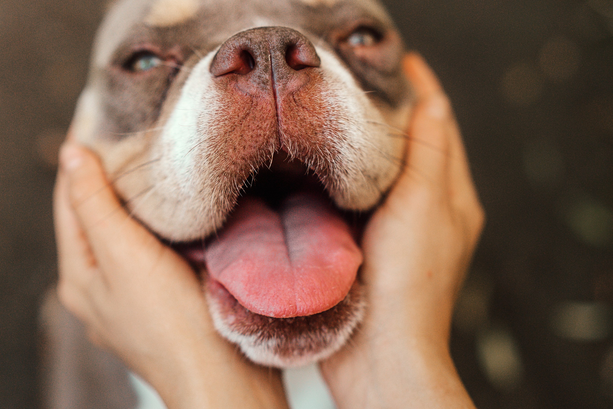 Красивые фото собак