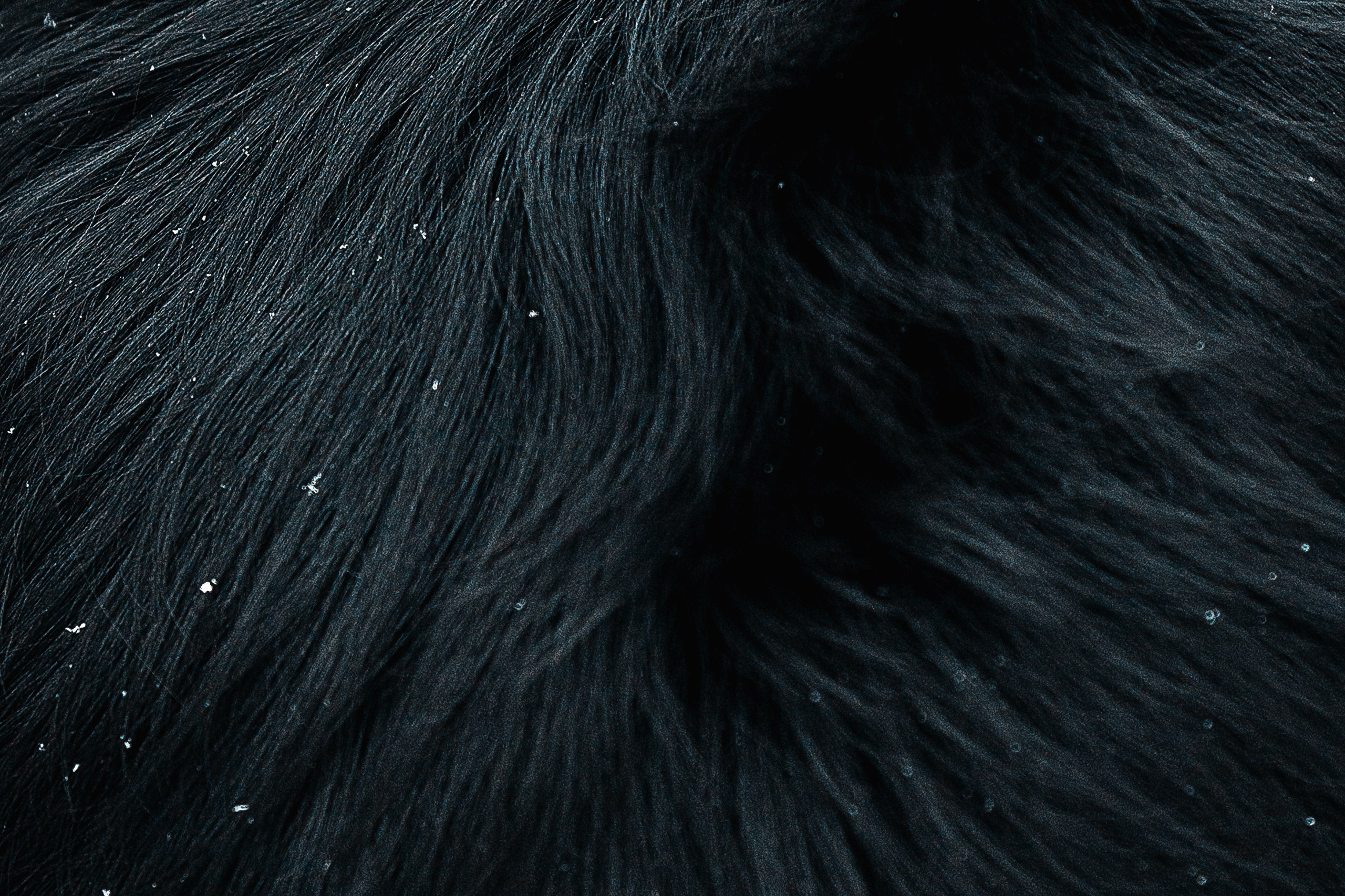 Анна и Тайгер