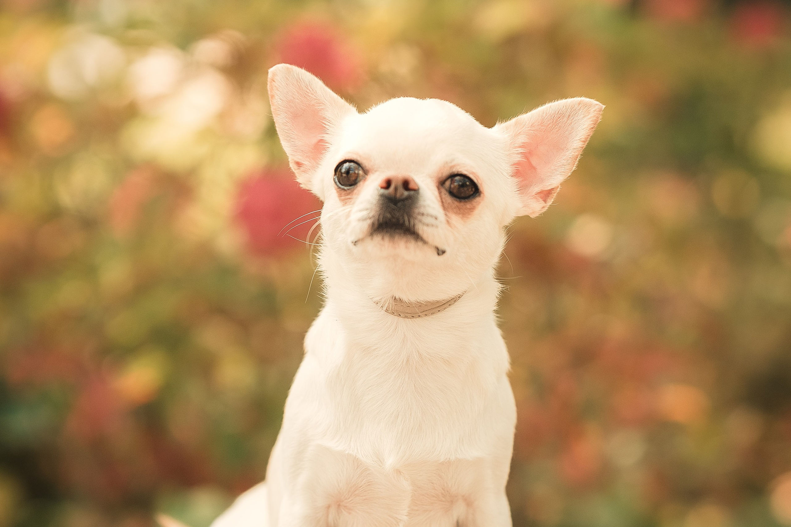 Чихуашечки