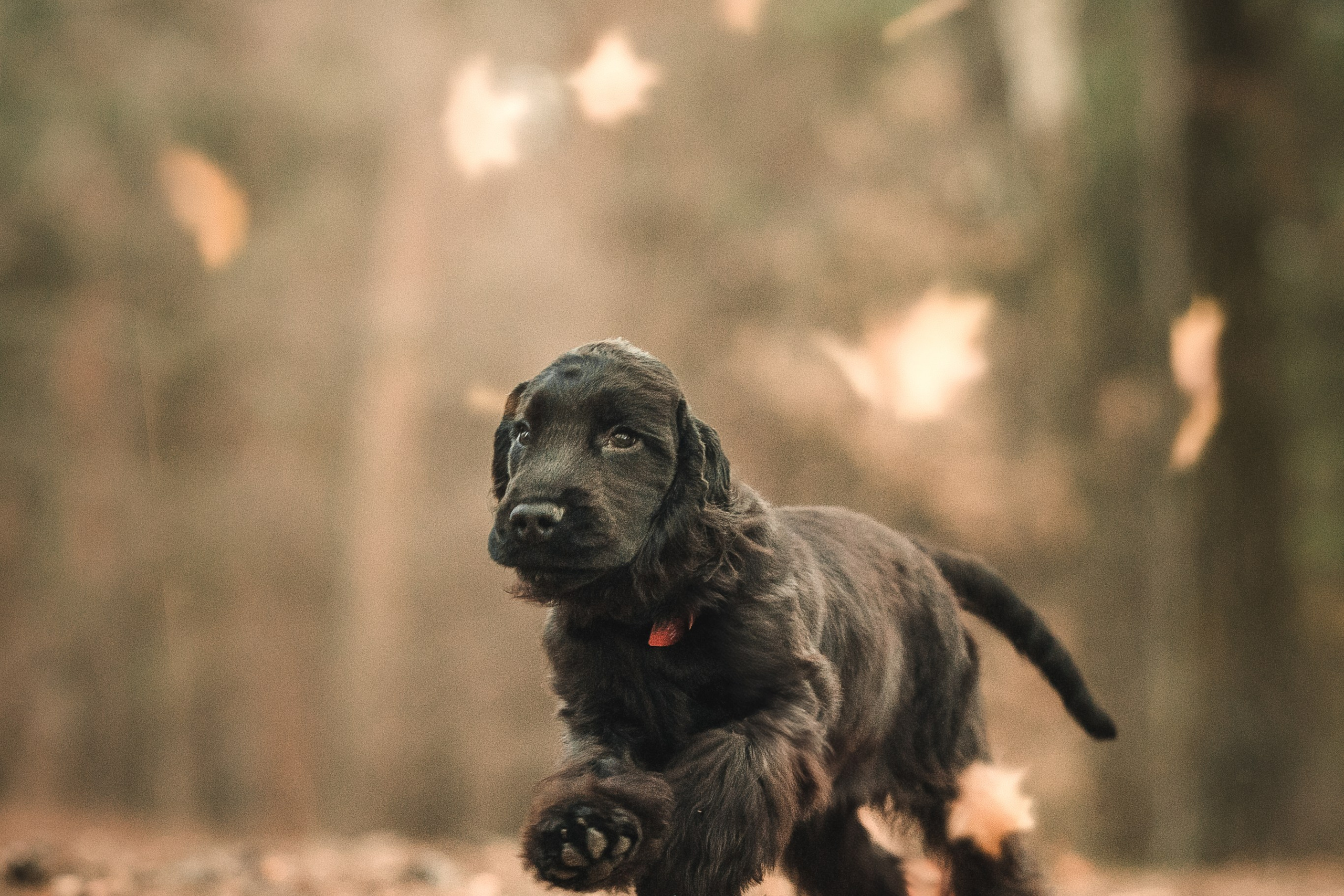 Спаниелька Мери