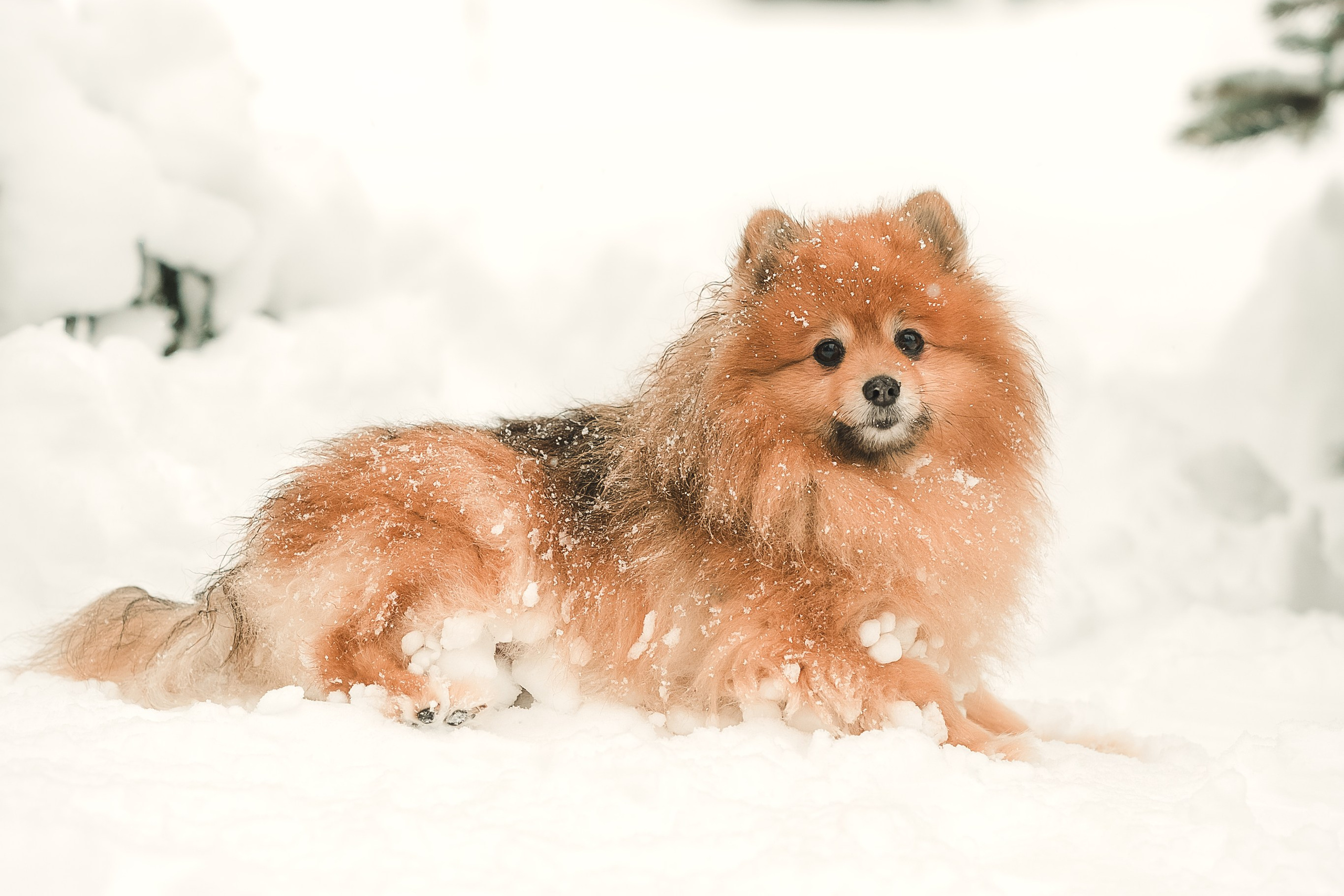 Людмила, Алиса и Шанечка