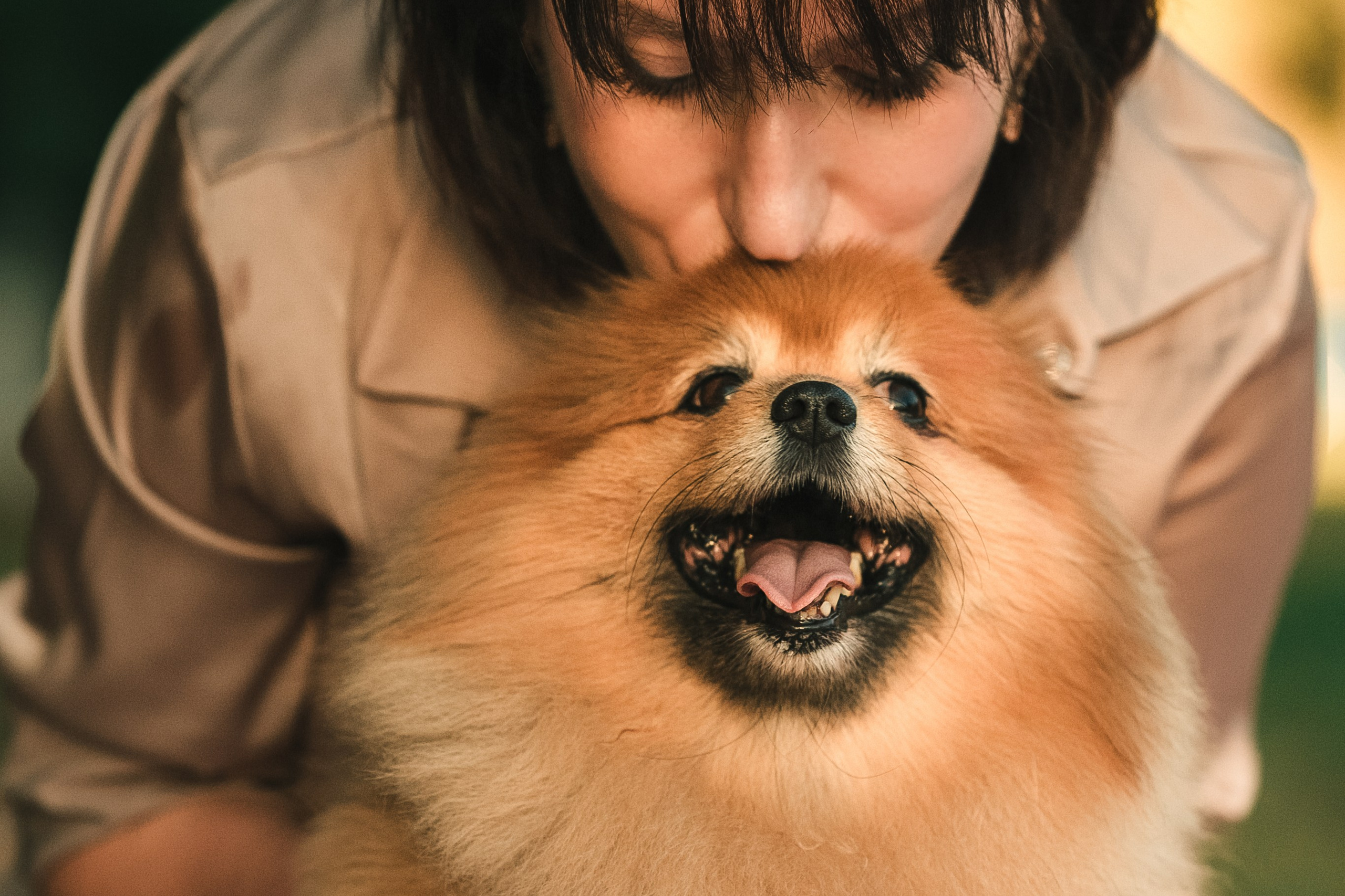 Фотосессия с померанским шпицом
