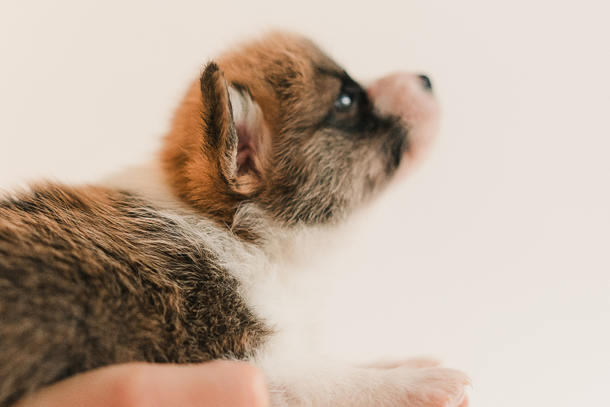 щенки Вельш-корги пемброк