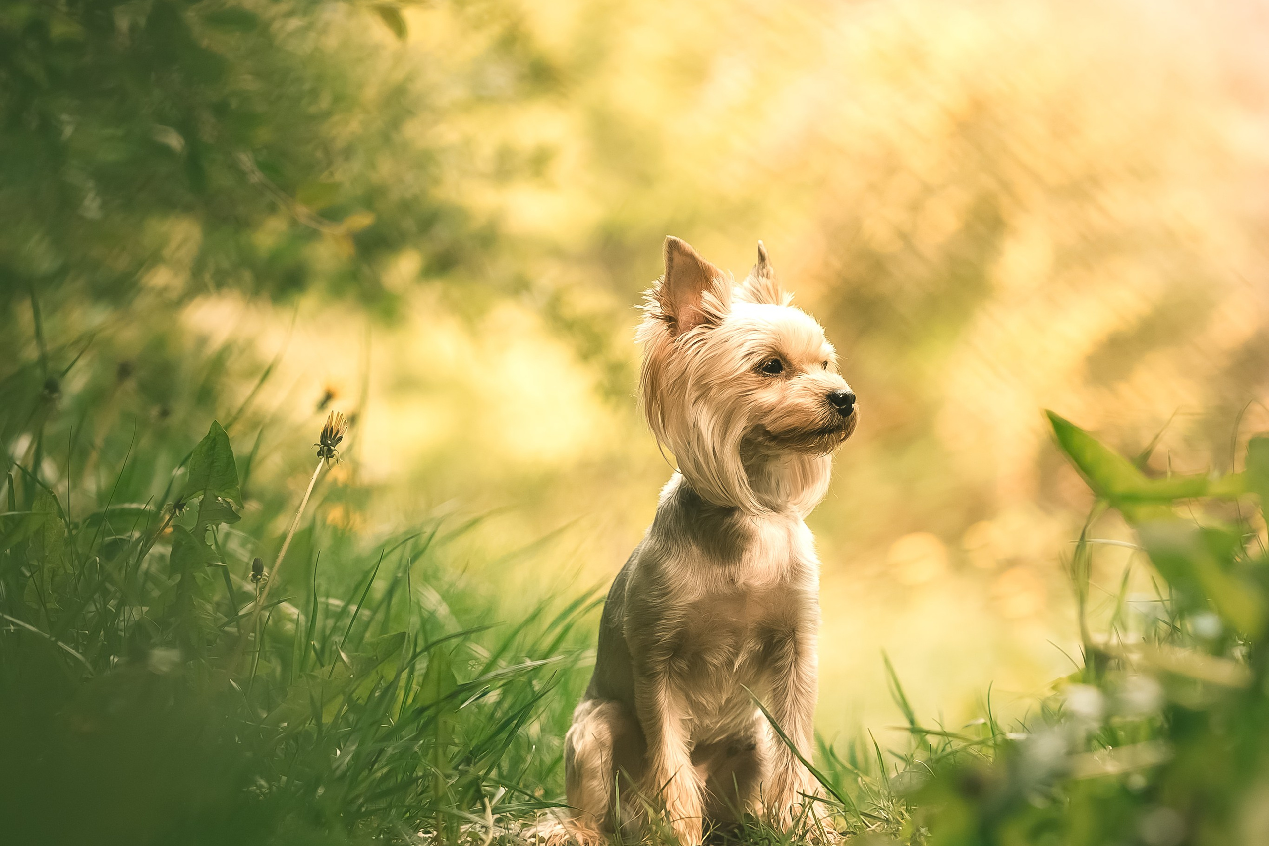 Съёмка в мае в цвтении яблонь с собакой