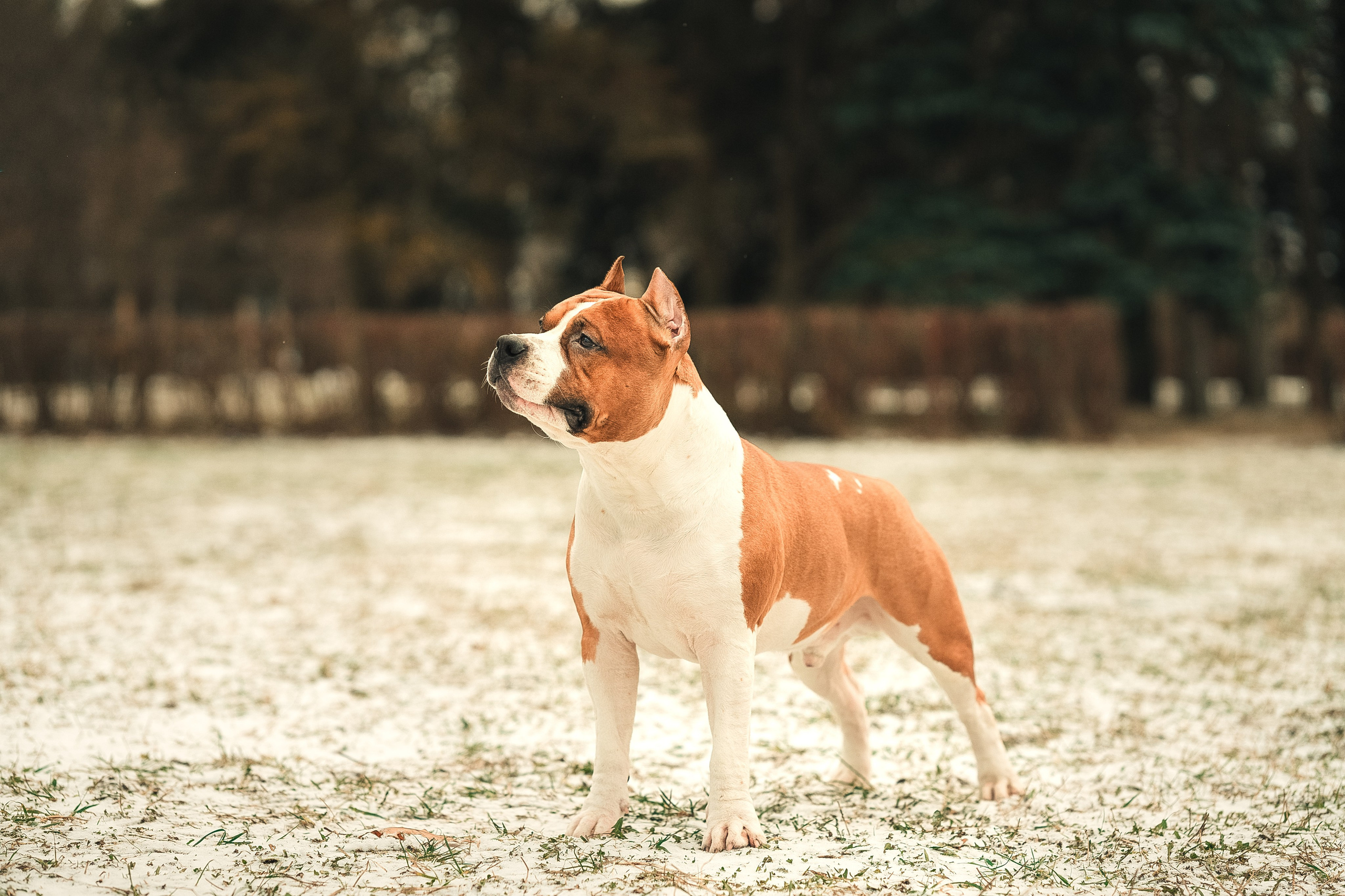 Анна и Феникс