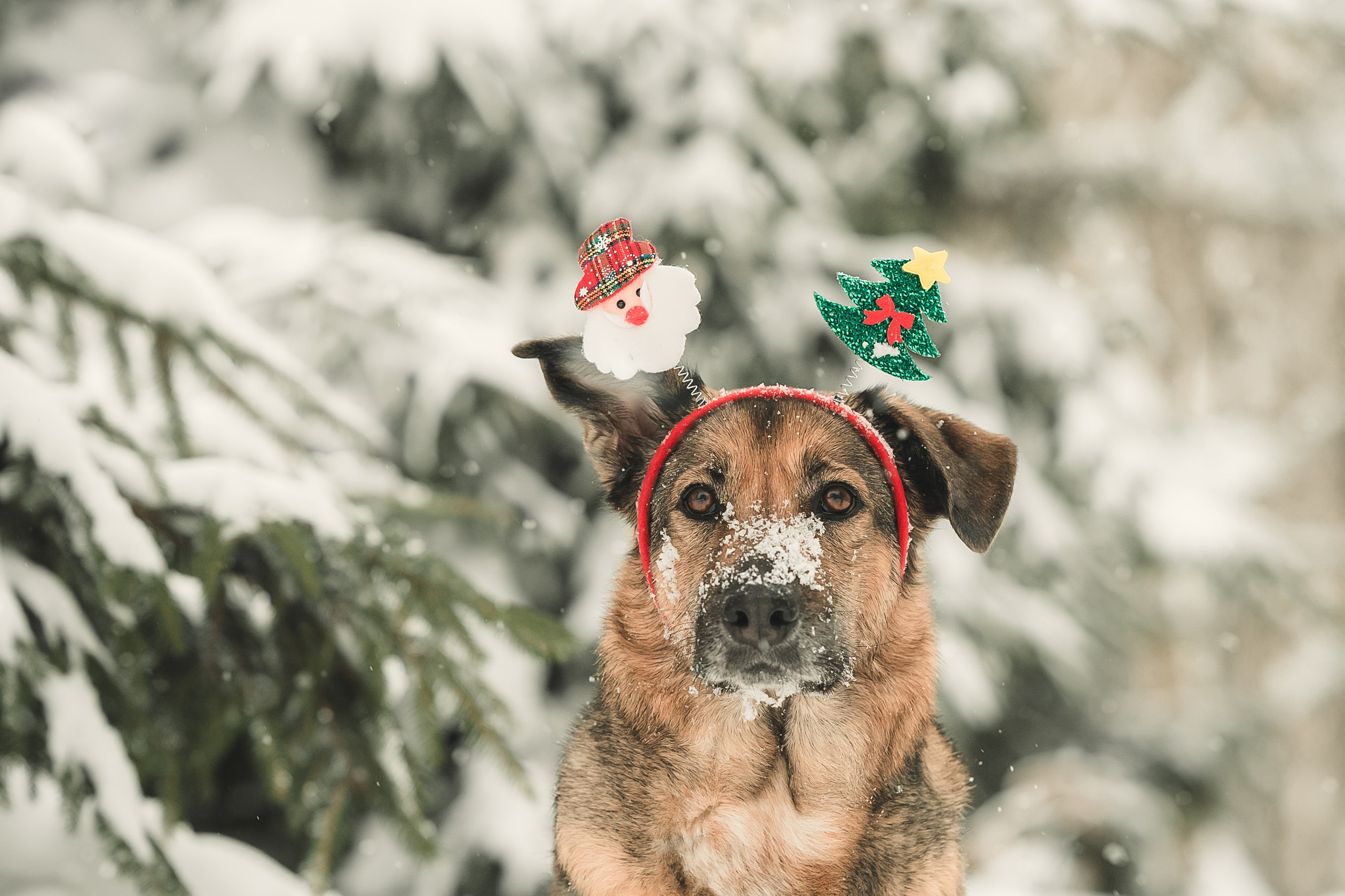 Анна и Руна