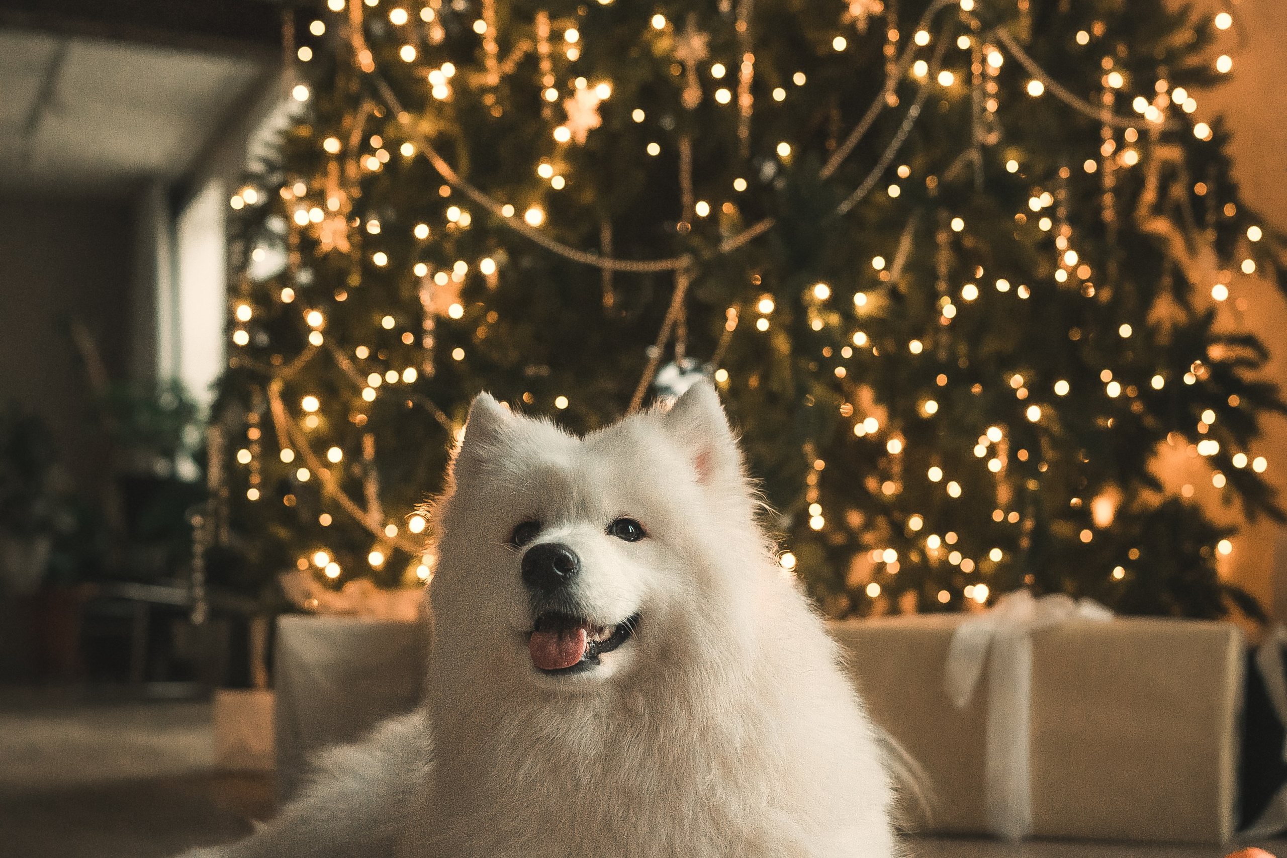 Лиза, Давид и два хвостатых облачка