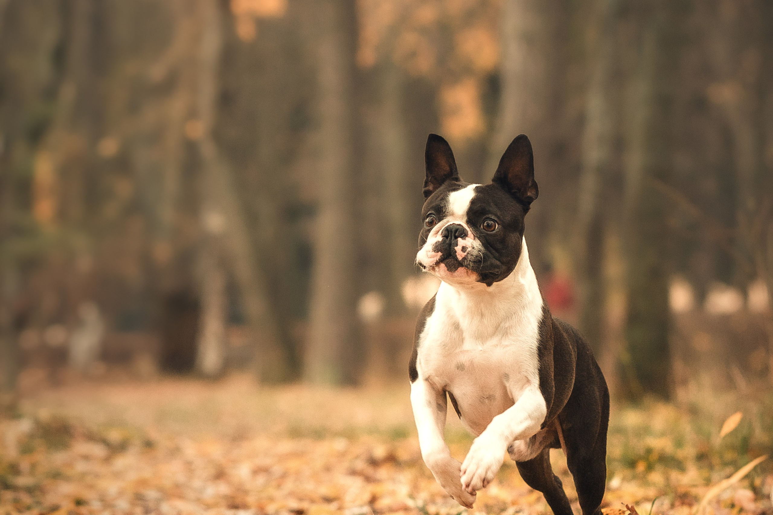 Красавчик Стич. Бостон терьер