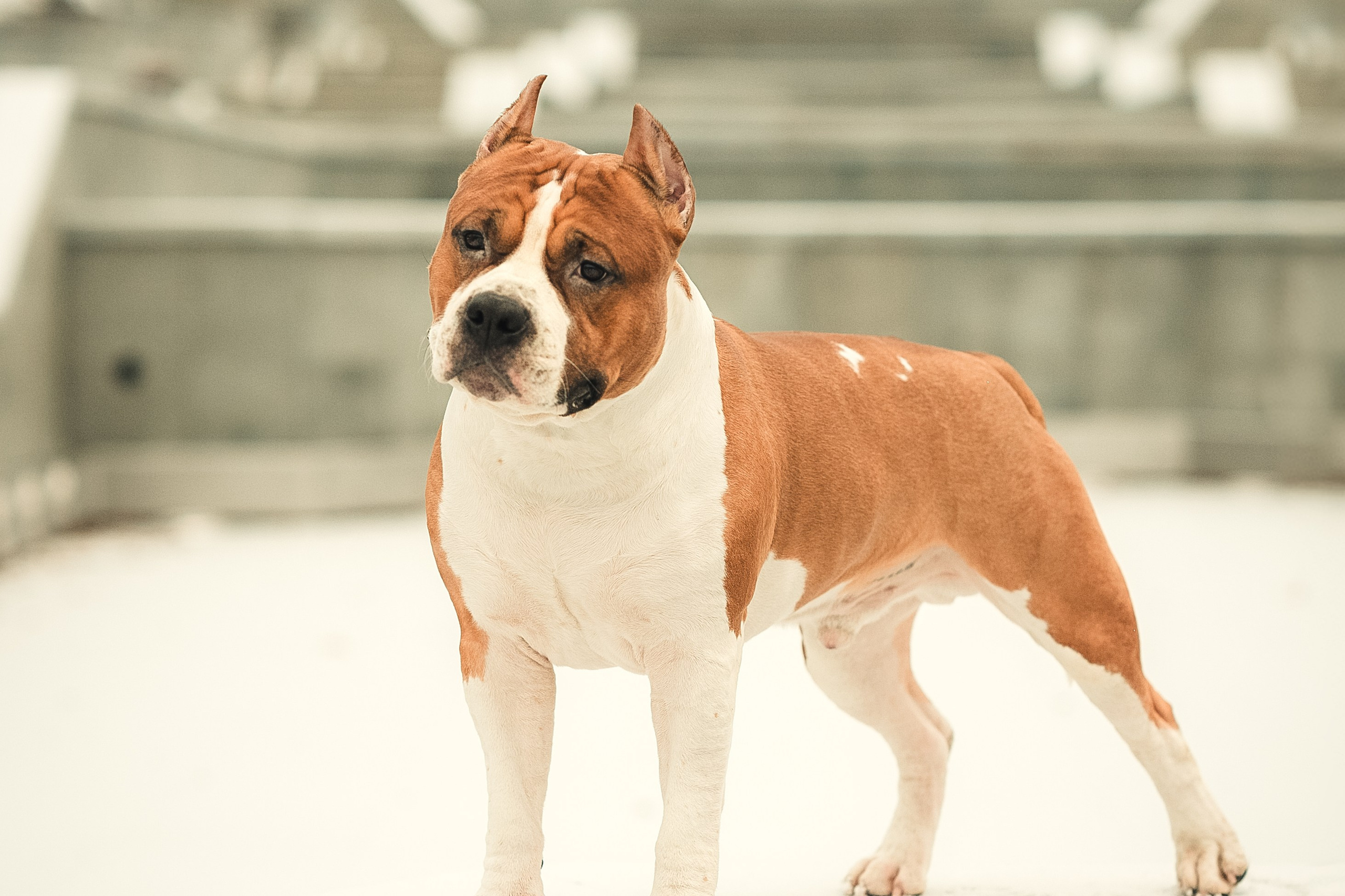 Анна и Феникс