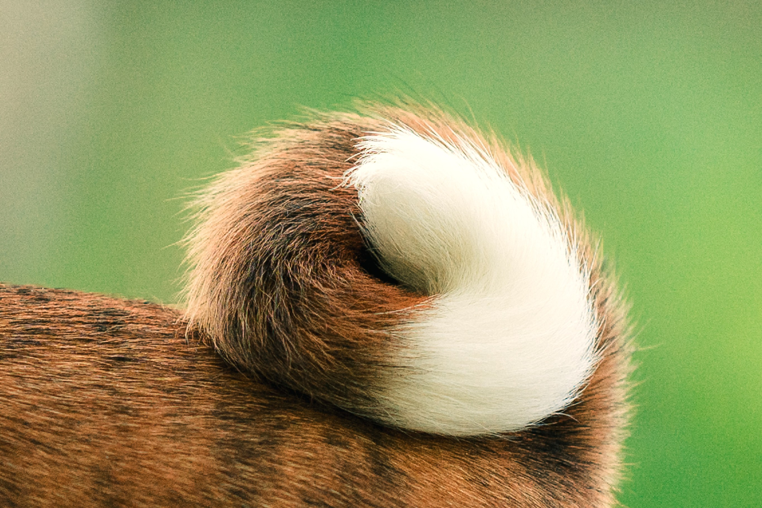 Фотосессия с собакой в парке москва