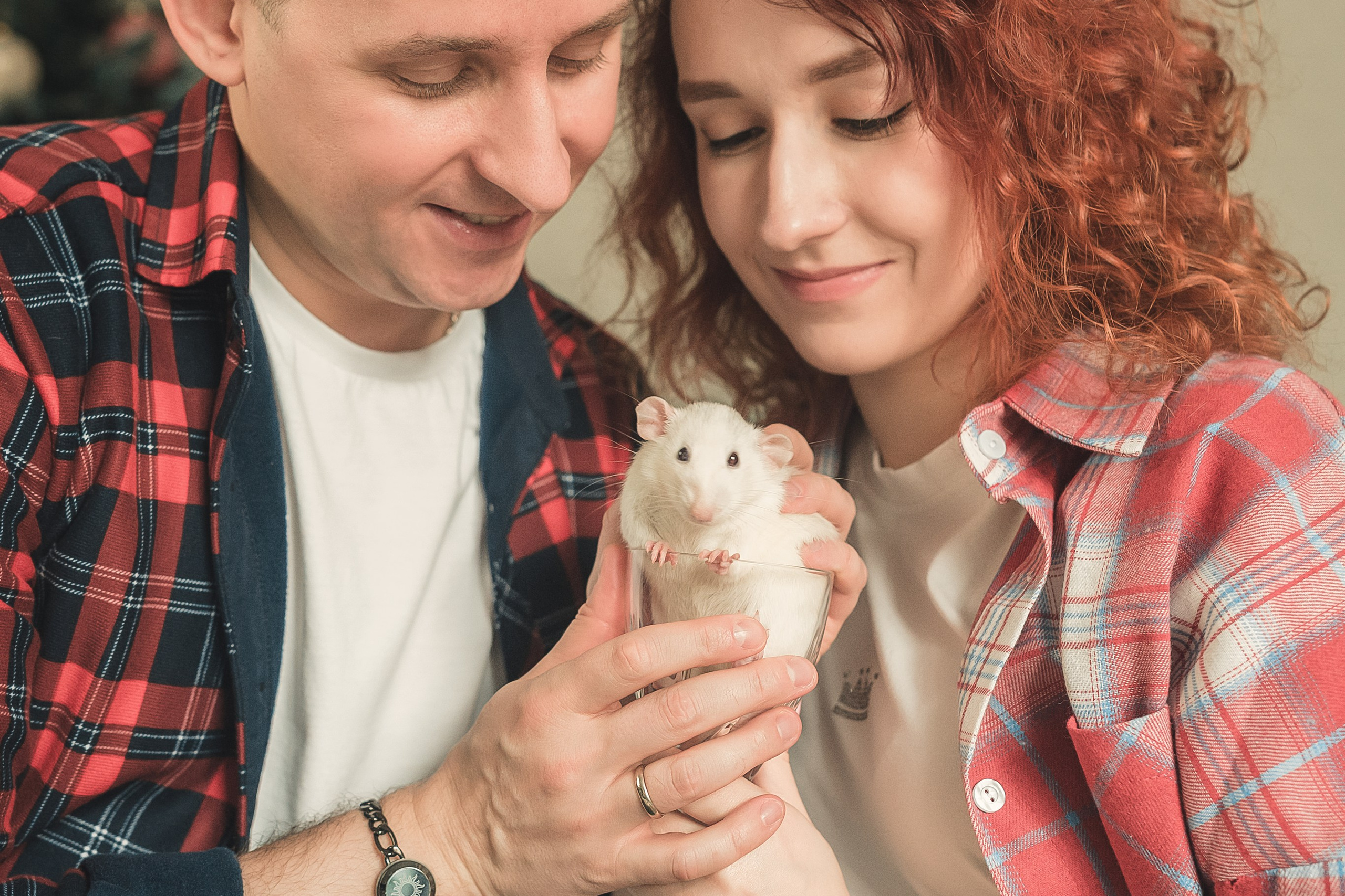 Домашняя история с крысиками