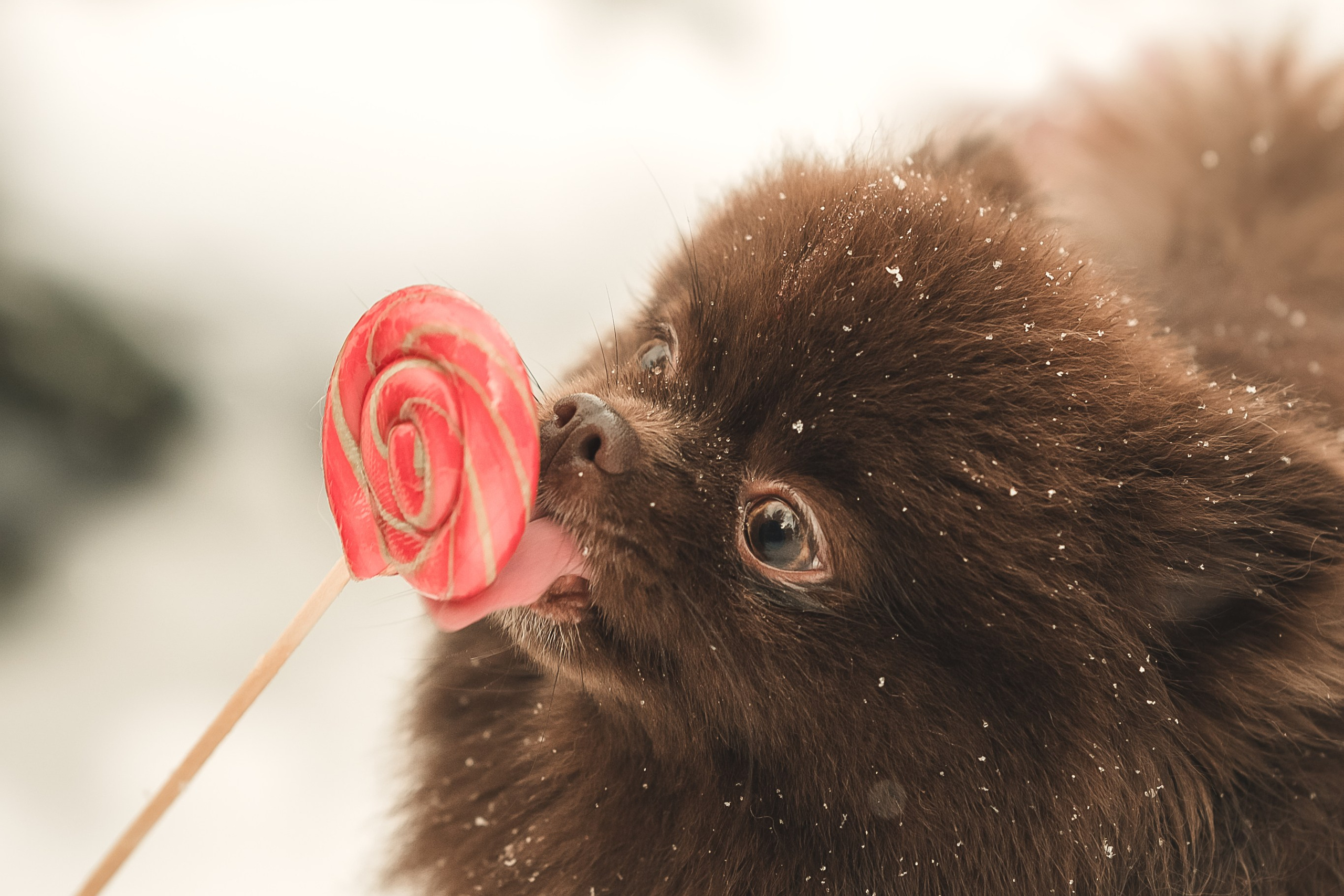 Людмила, Алиса и Шанечка