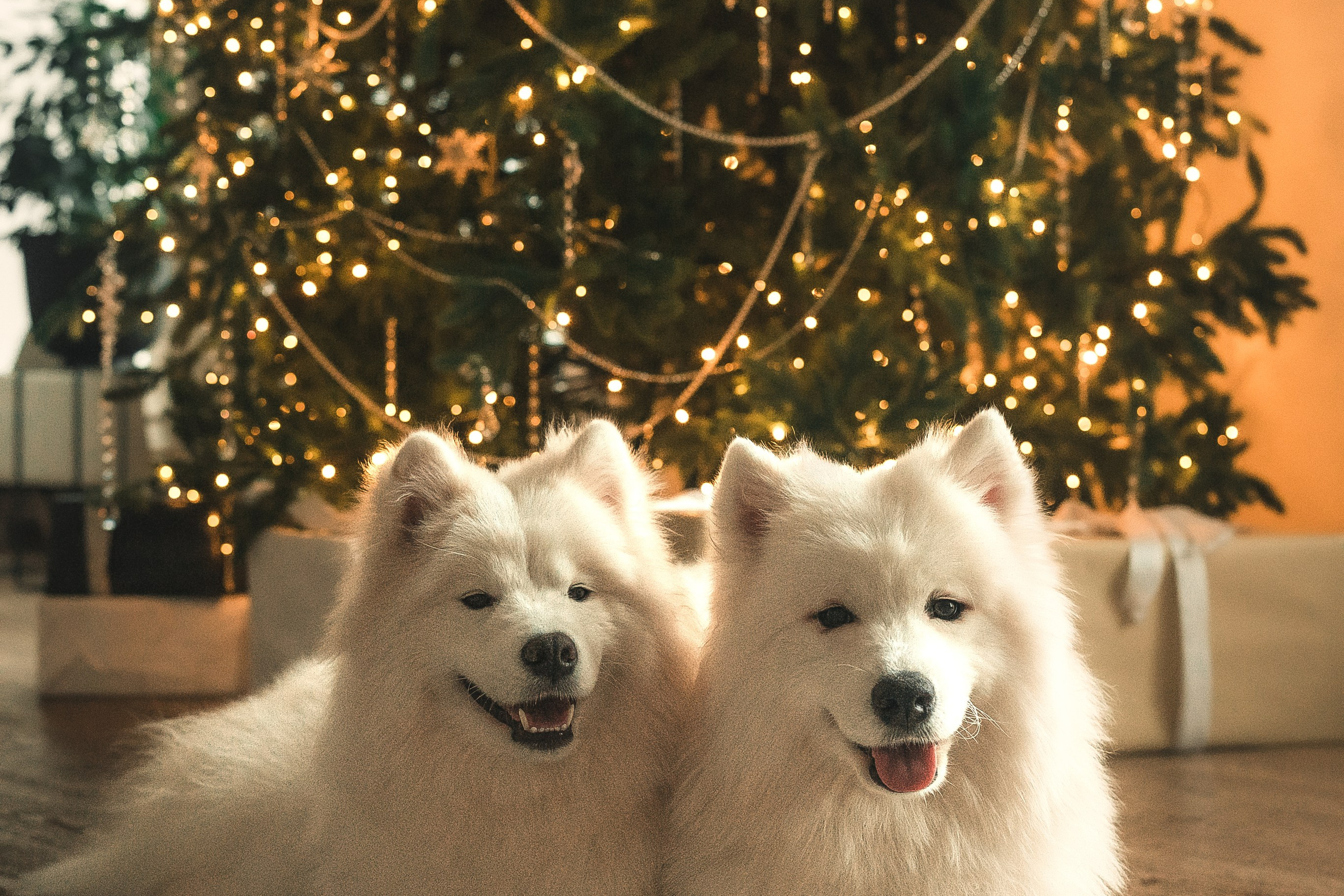 Лиза, Давид и два хвостатых облачка