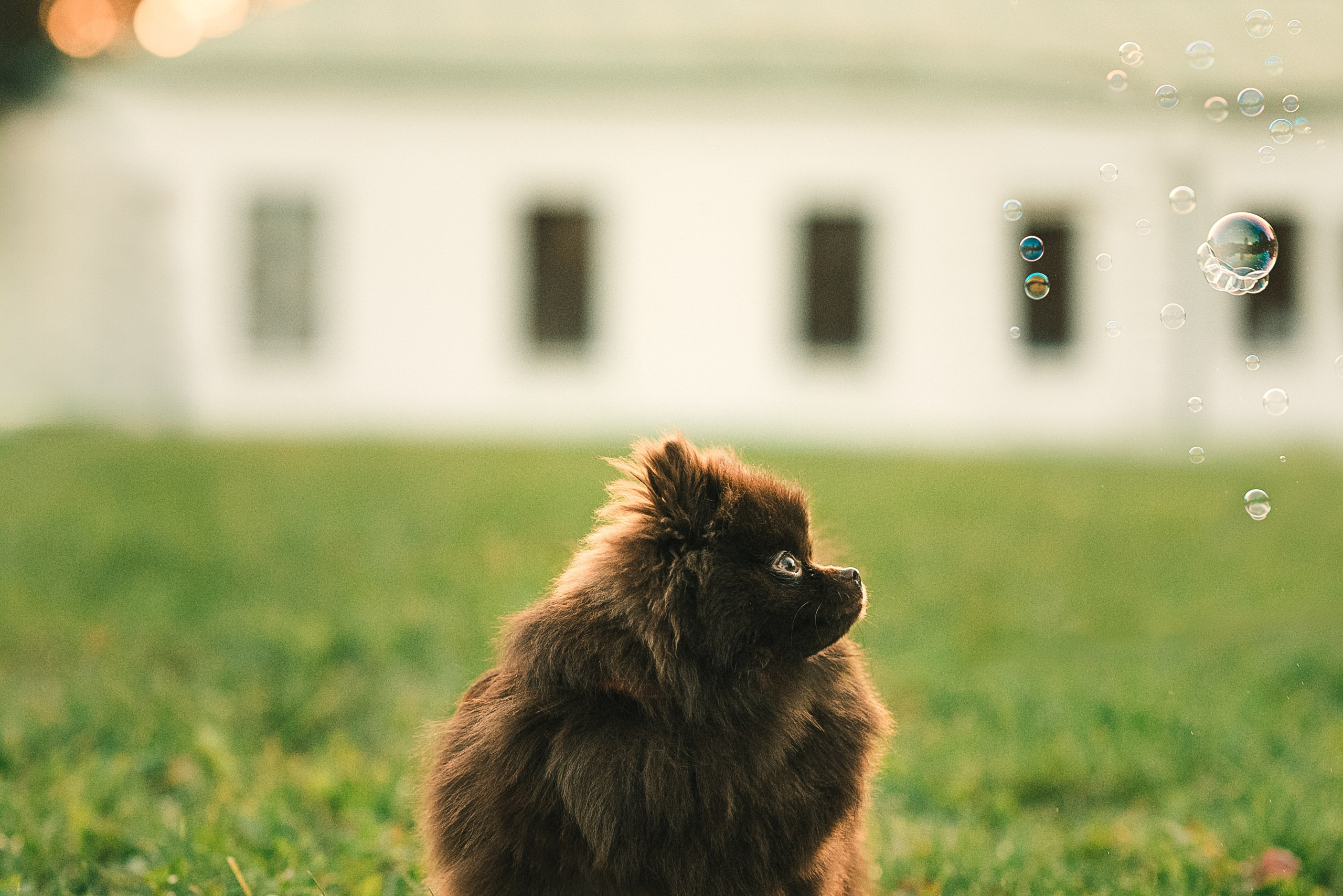 Людмила, Ника и шпицульки