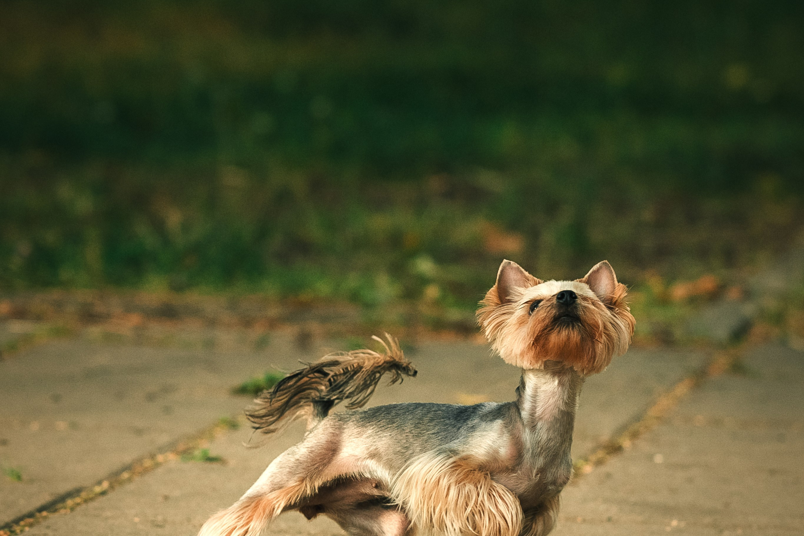 Фотограф анималист Москва