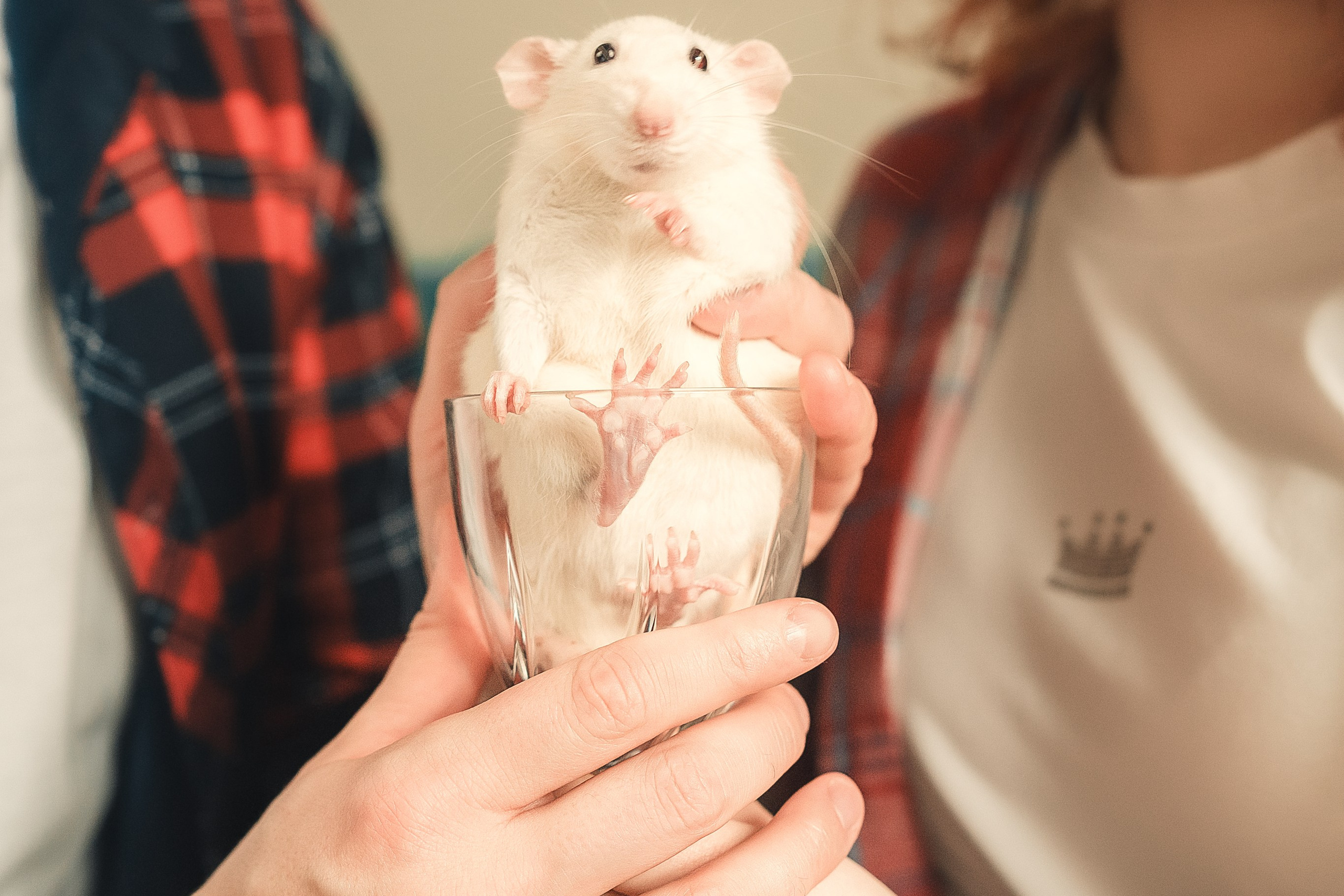 Домашняя история с крысиками