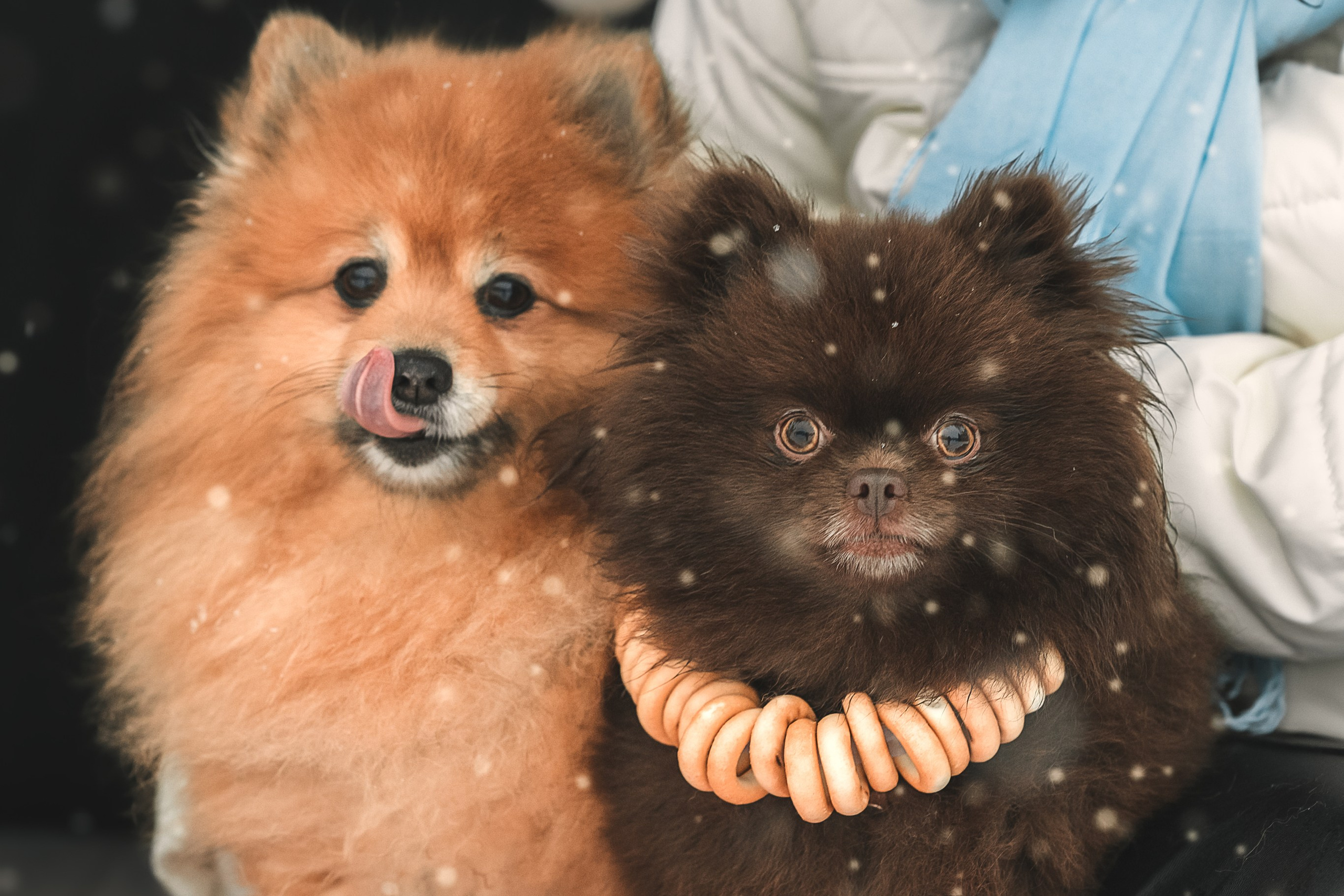 Людмила, Алиса и Шанечка